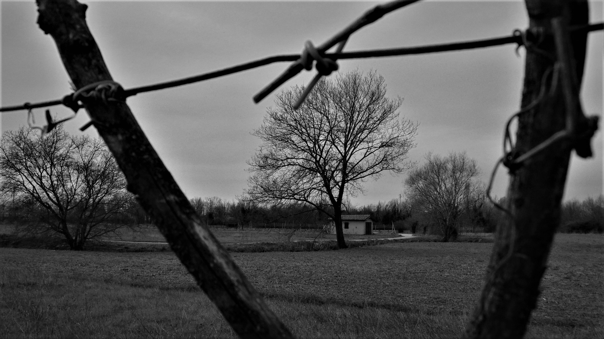 Tree among the vineyards