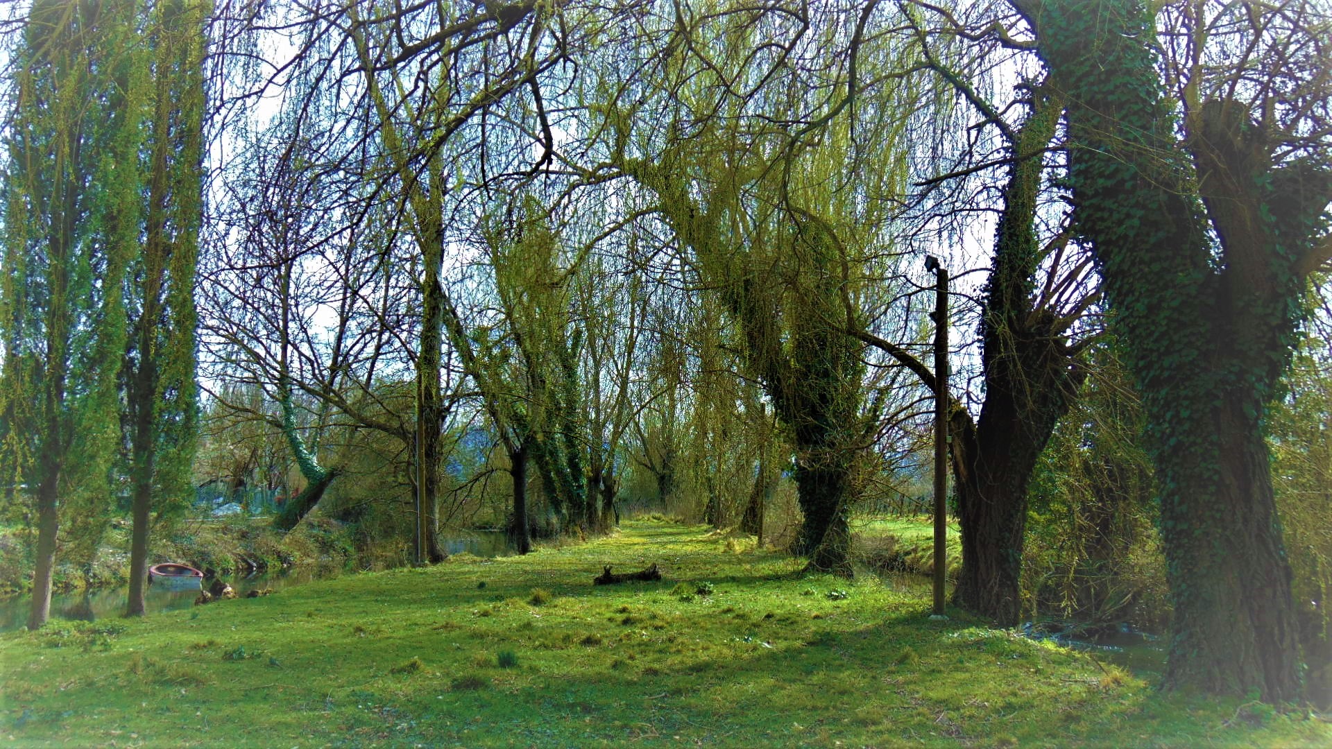 Willows