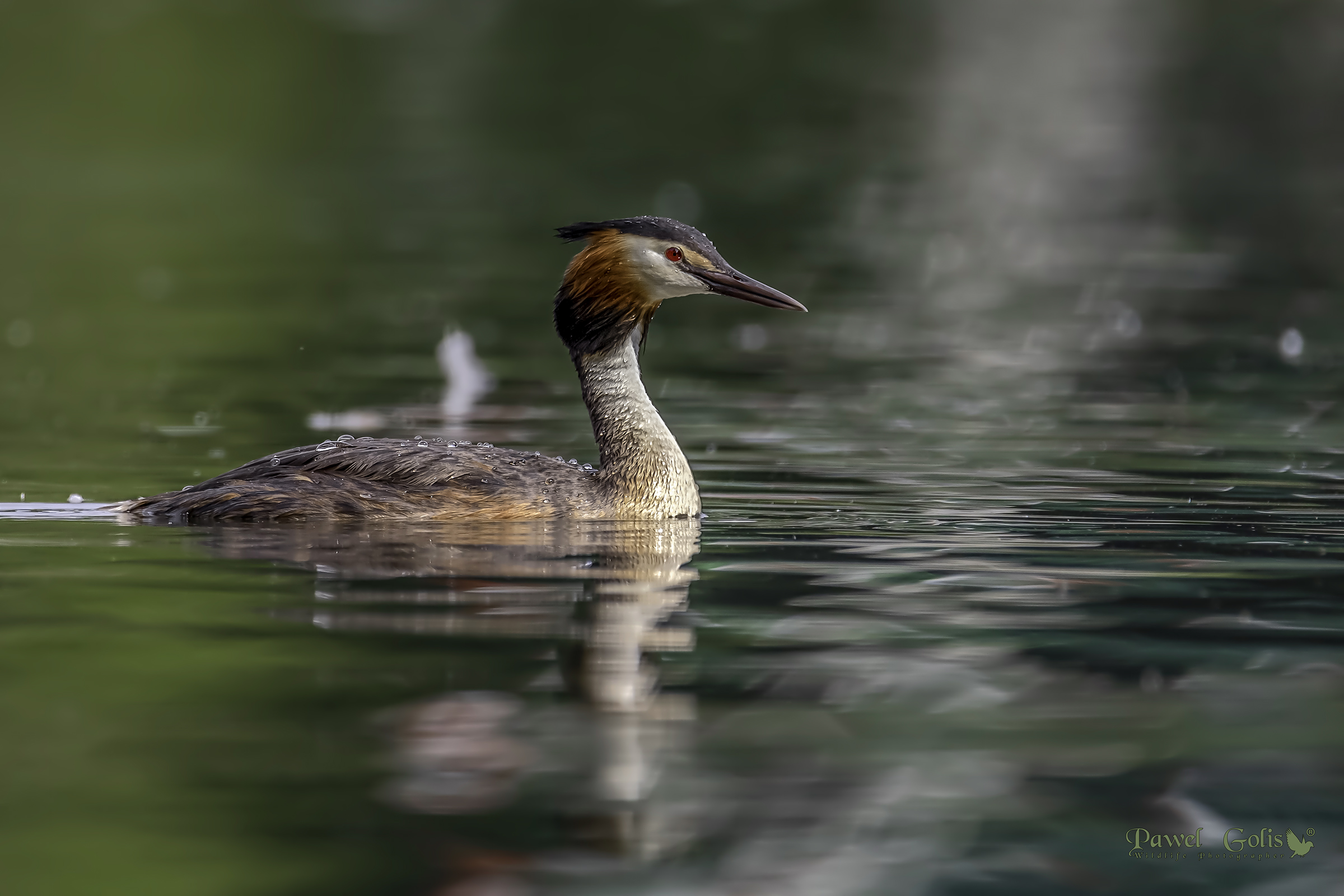 Grande grasso crestato (Podiceps cristatus)
