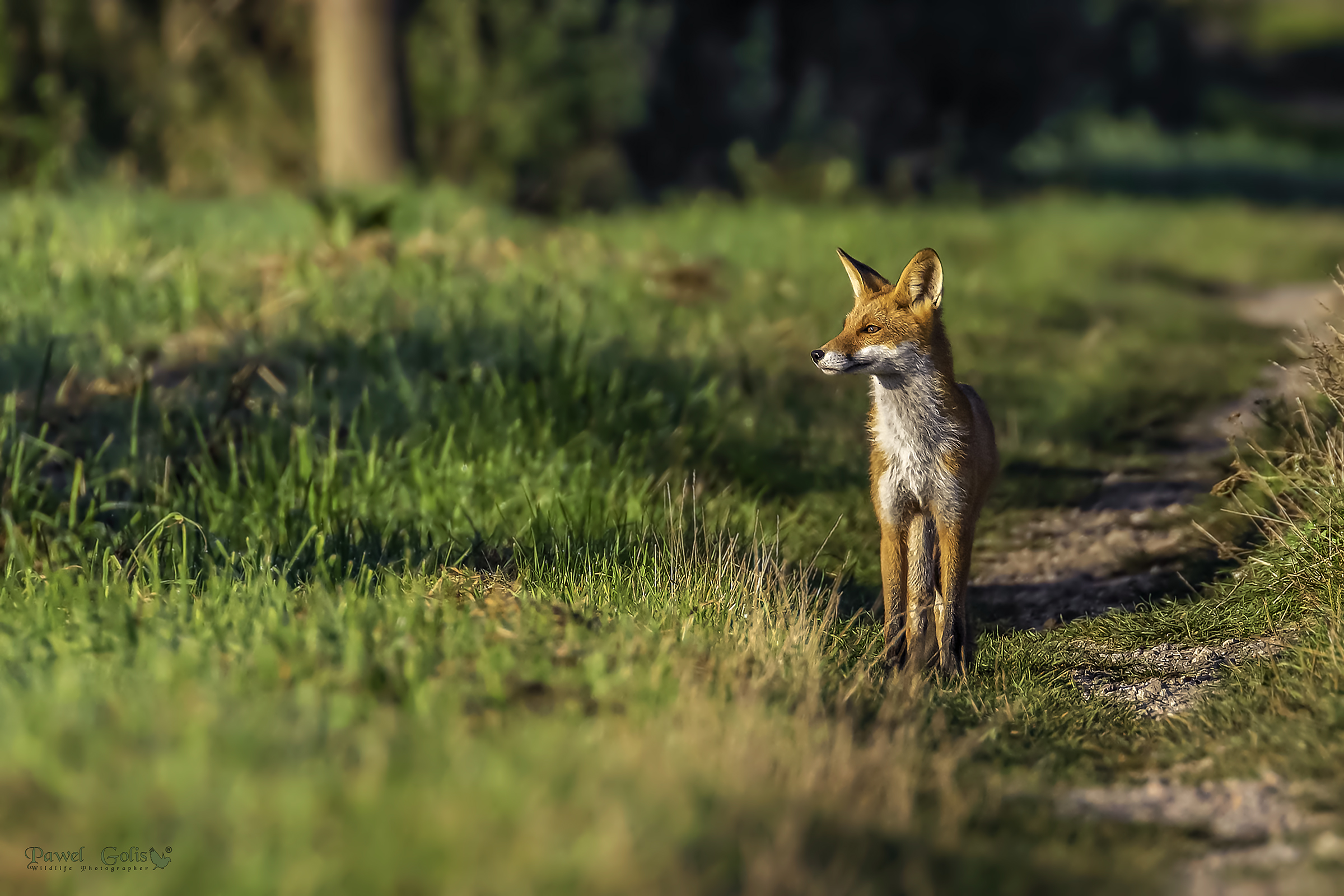 Volpe rossa (Vulpes vulpes)