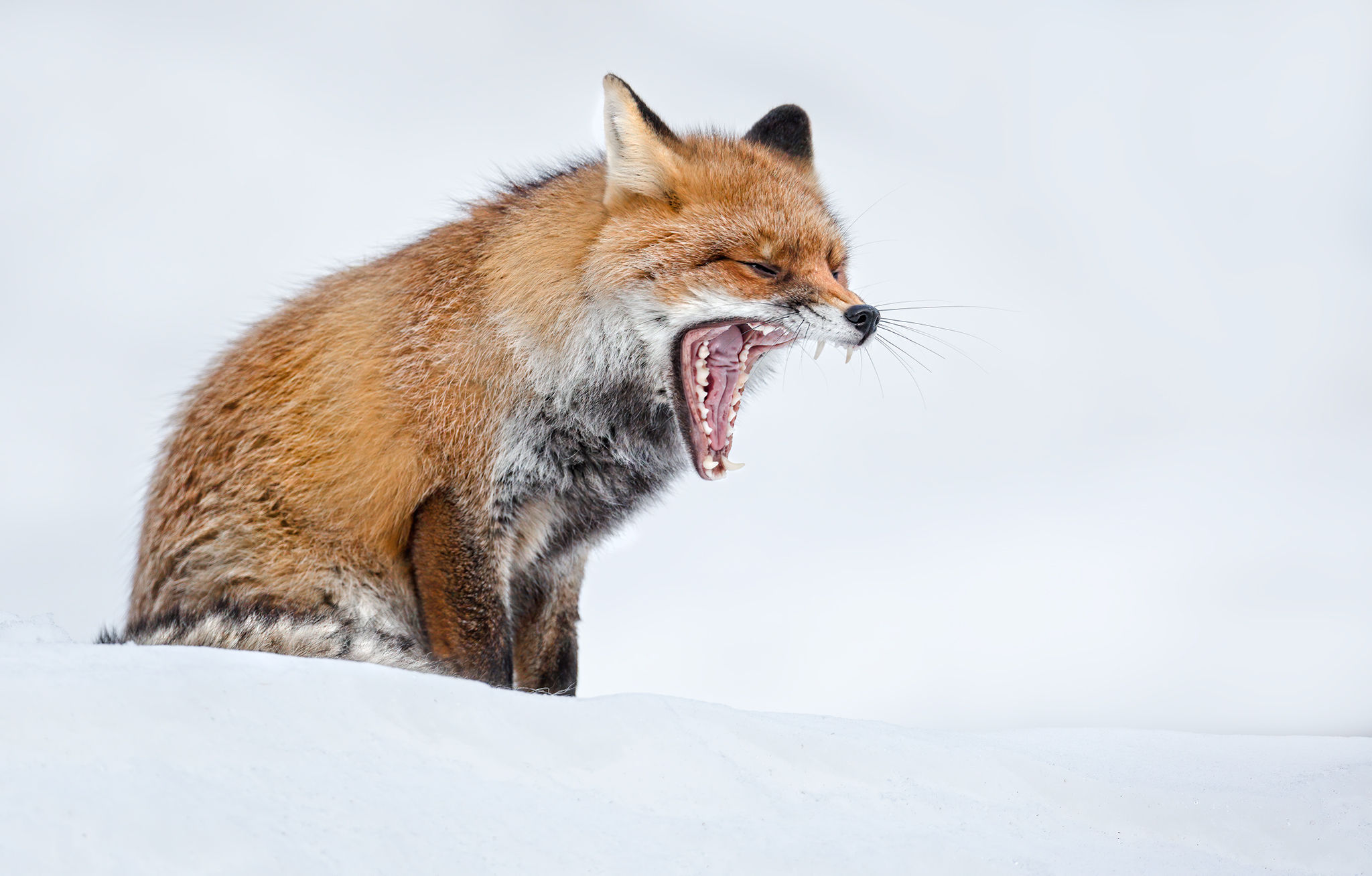 Fox