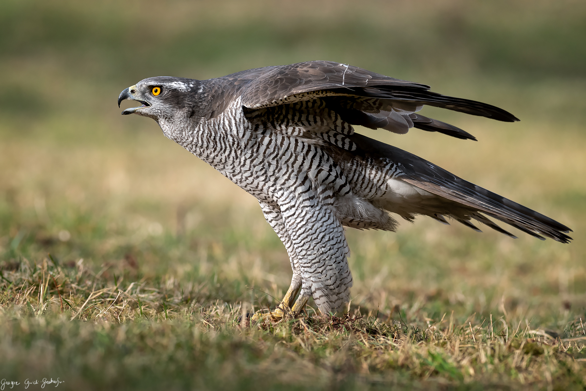 L'astore settentrionale