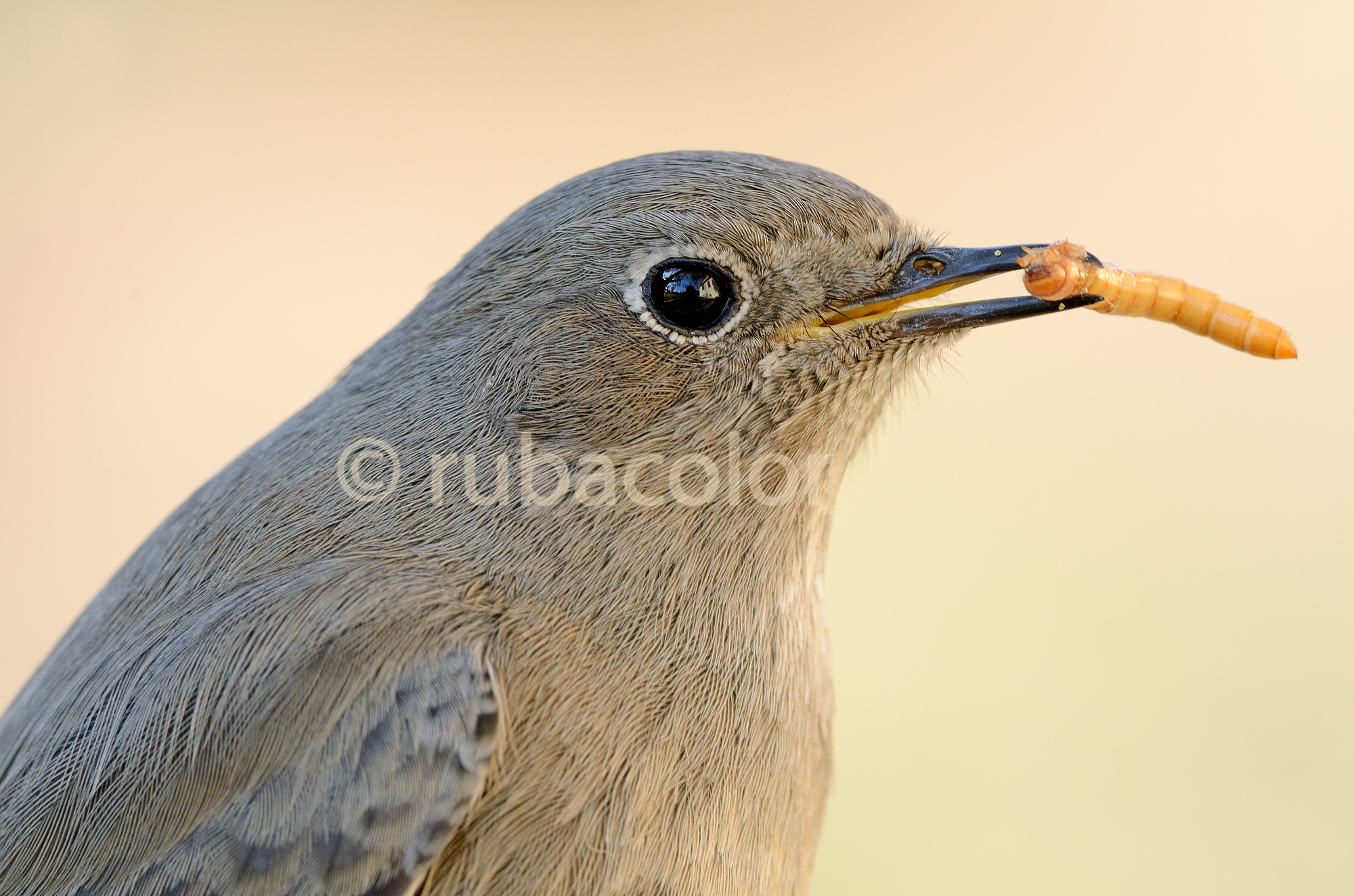 The redstart and moth