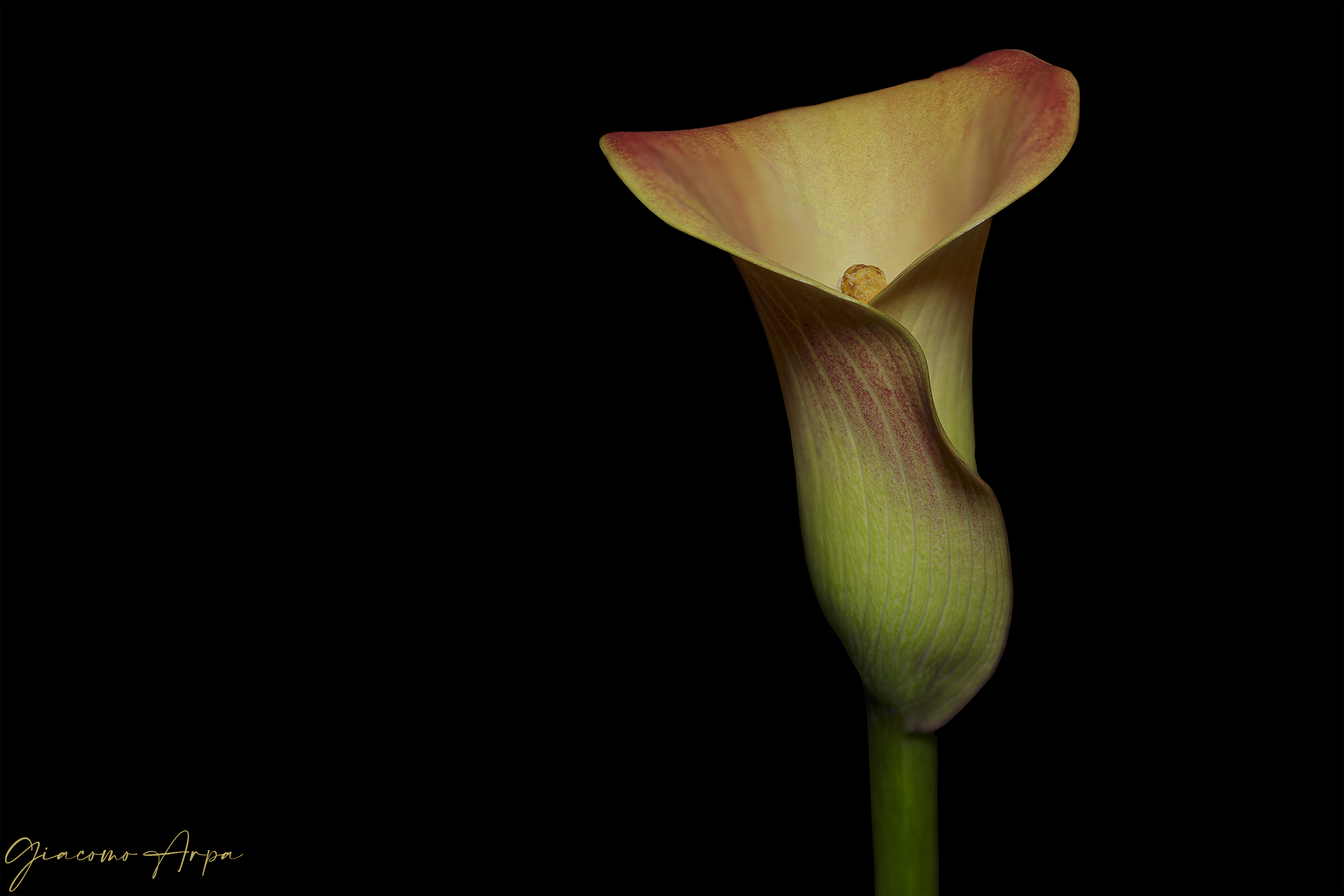 The calla.