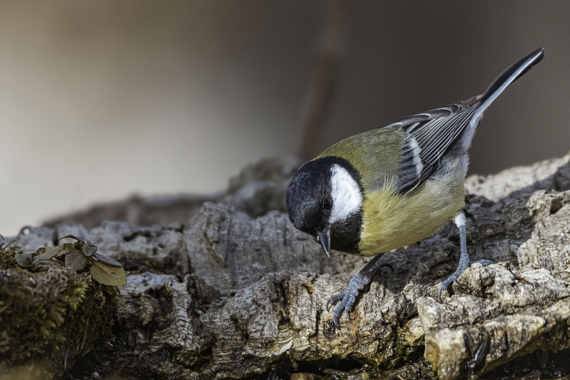 The bow of the tipping