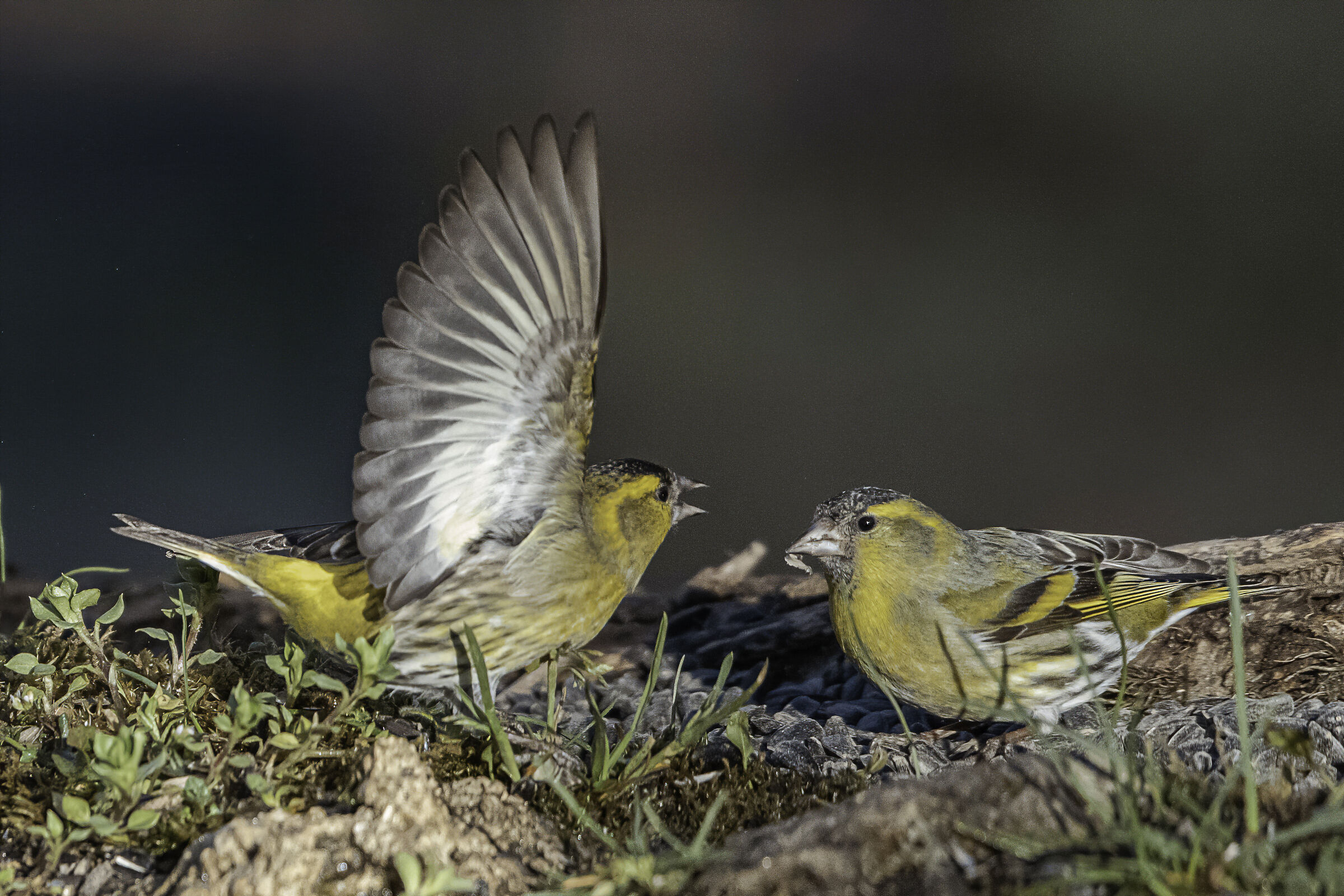 guess which female is....