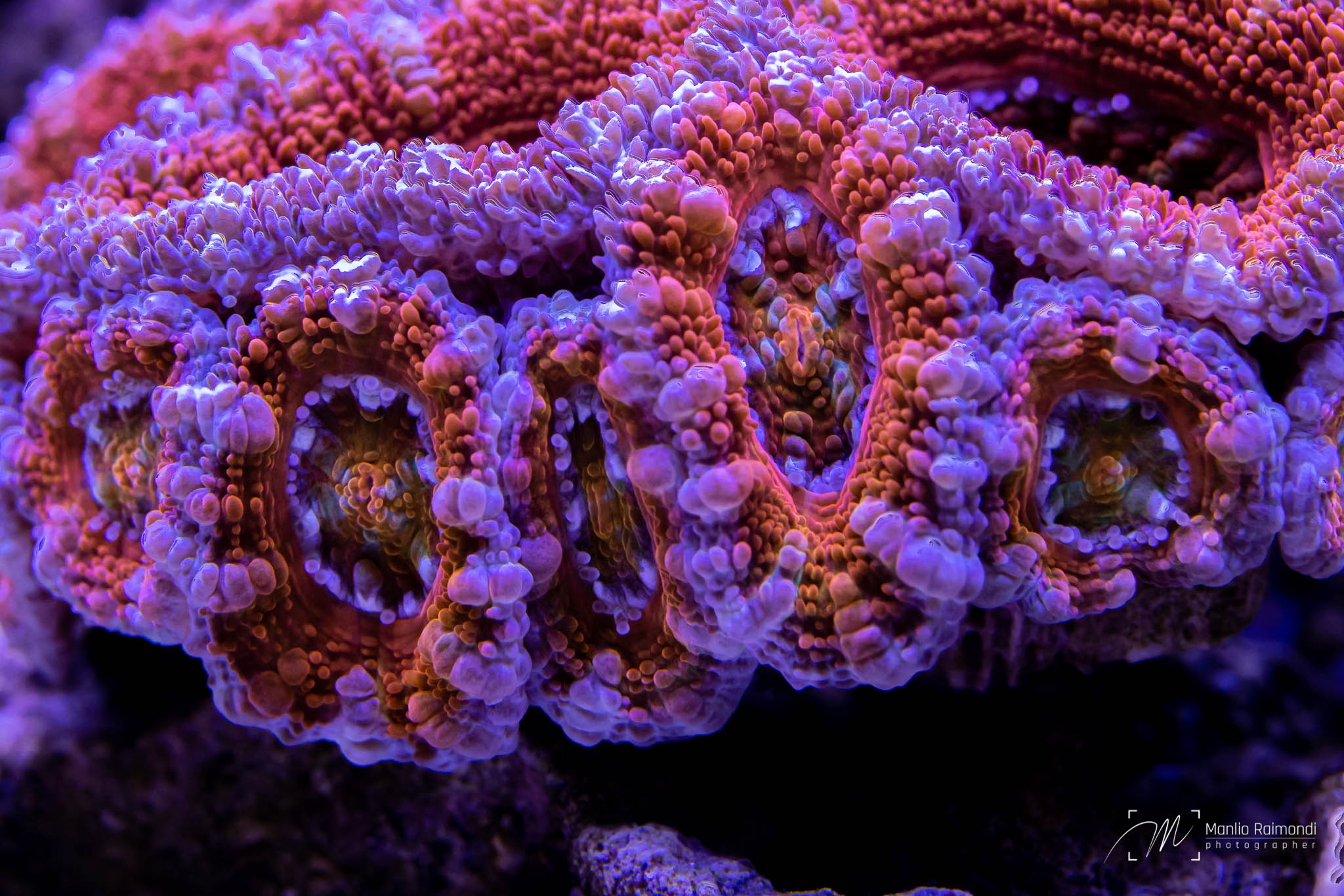 Acanthastrea