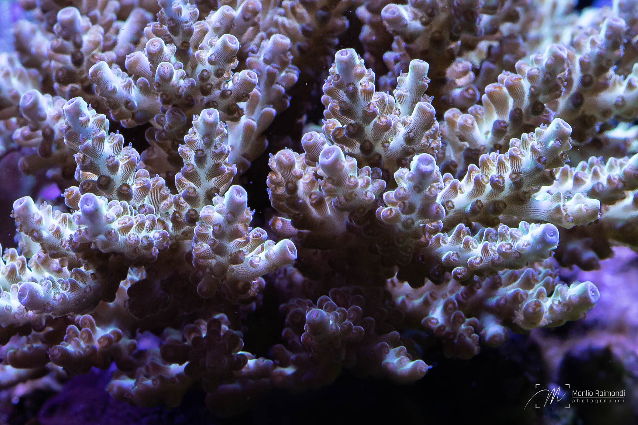 Acropora