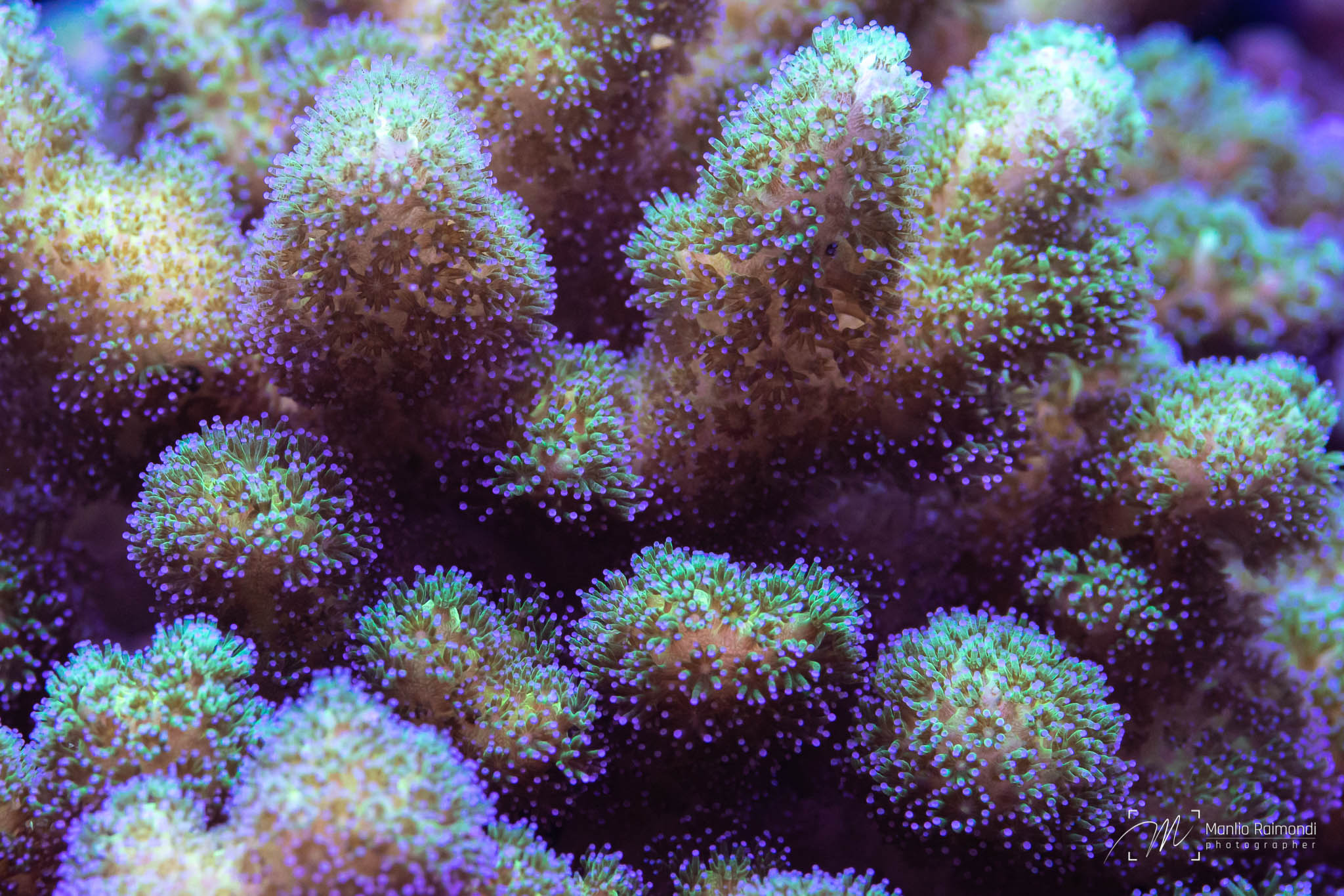 Pocillopora
