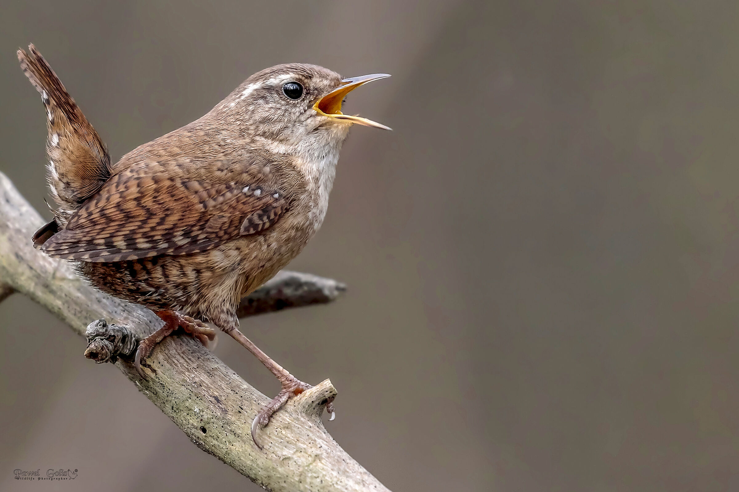 Wren eurasiatico ( Troglodytes troglodytes)