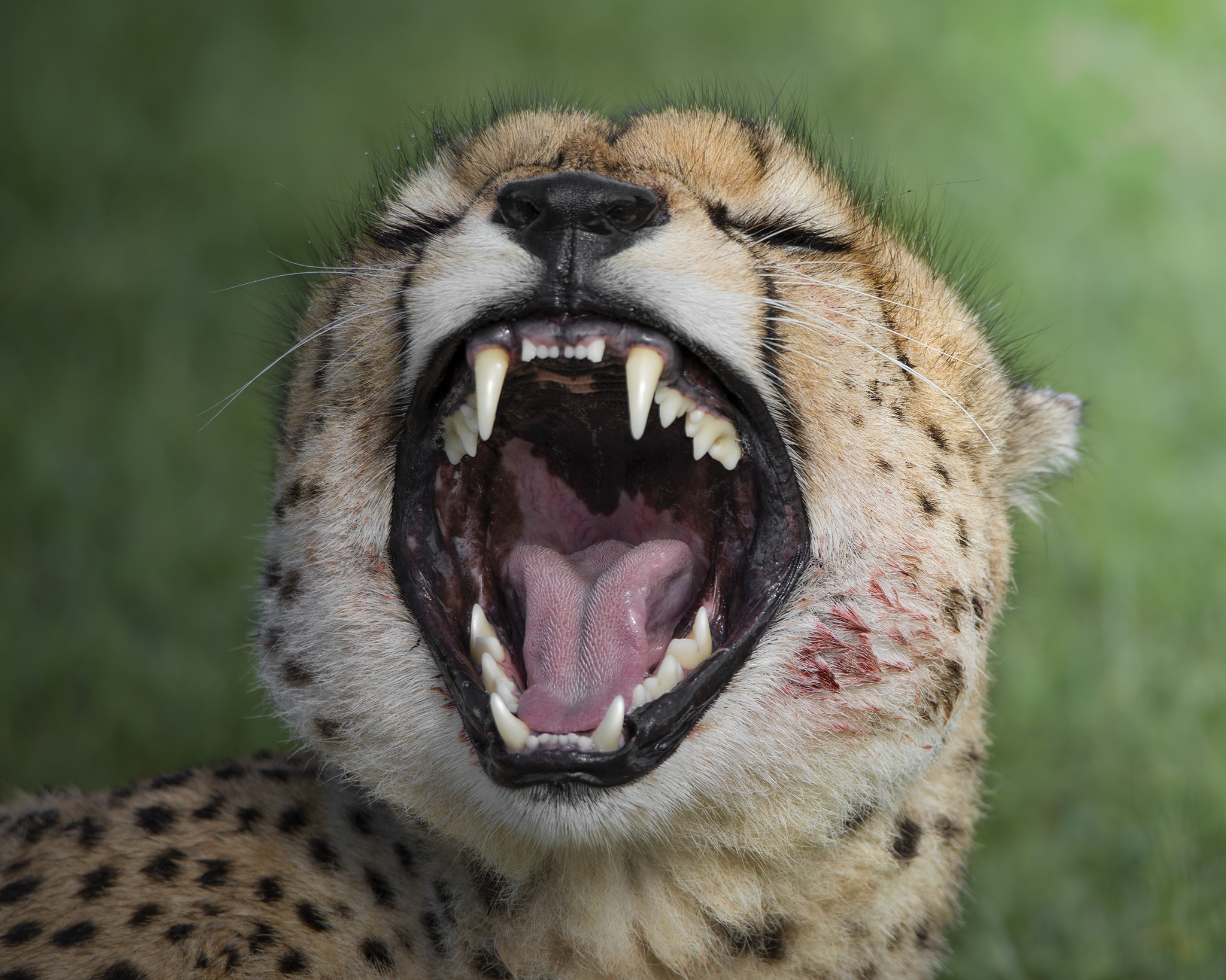 The Cheetah Yawn