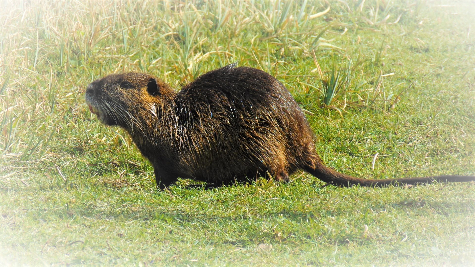 nutria