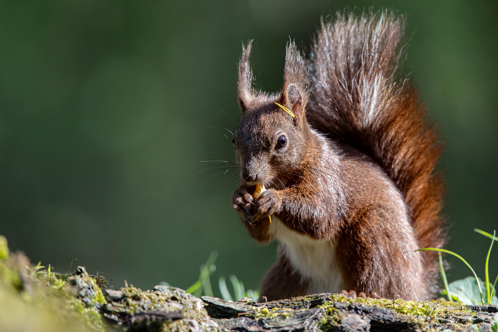 Red Squirrel