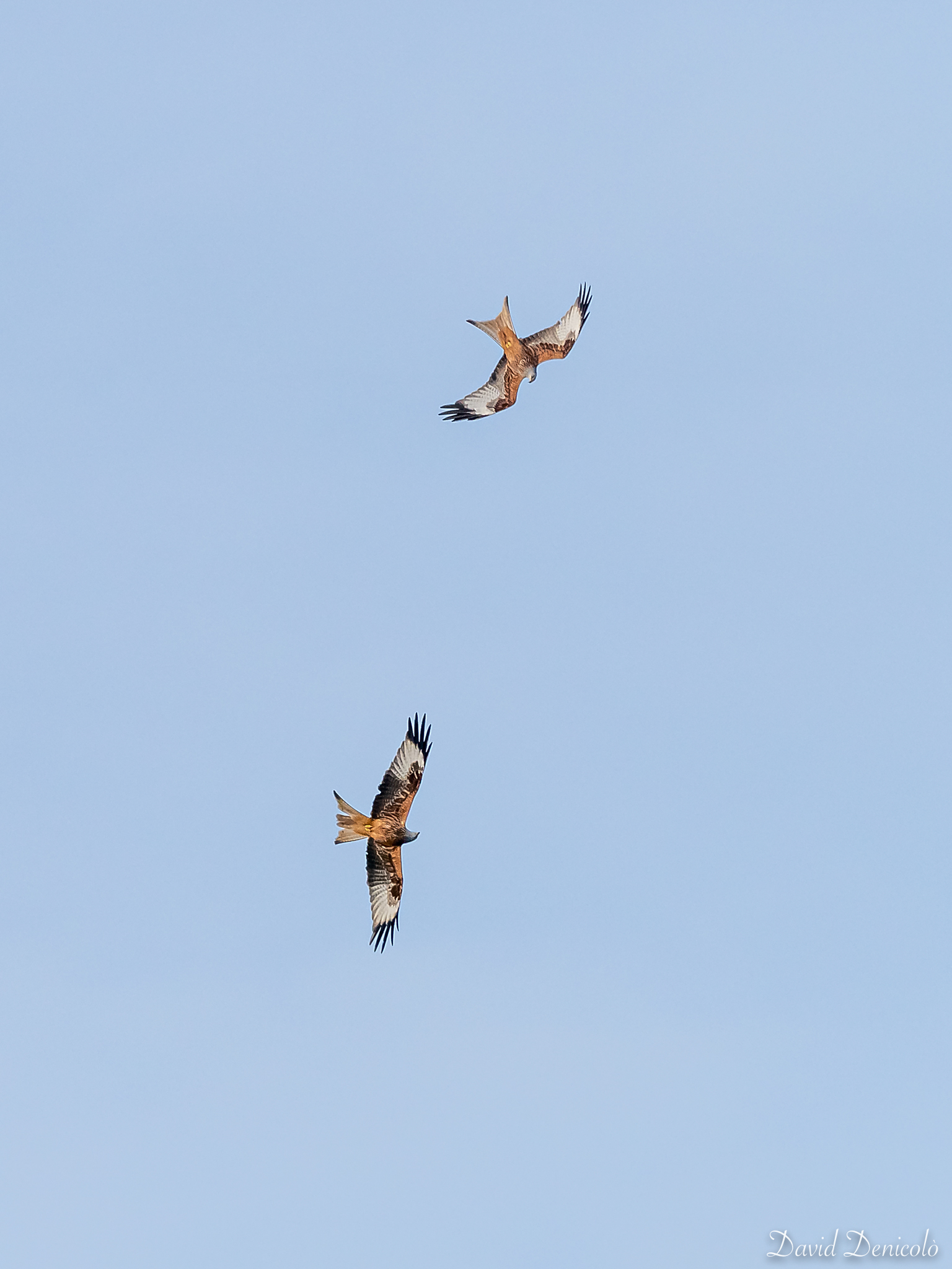 Red Kites, New100014