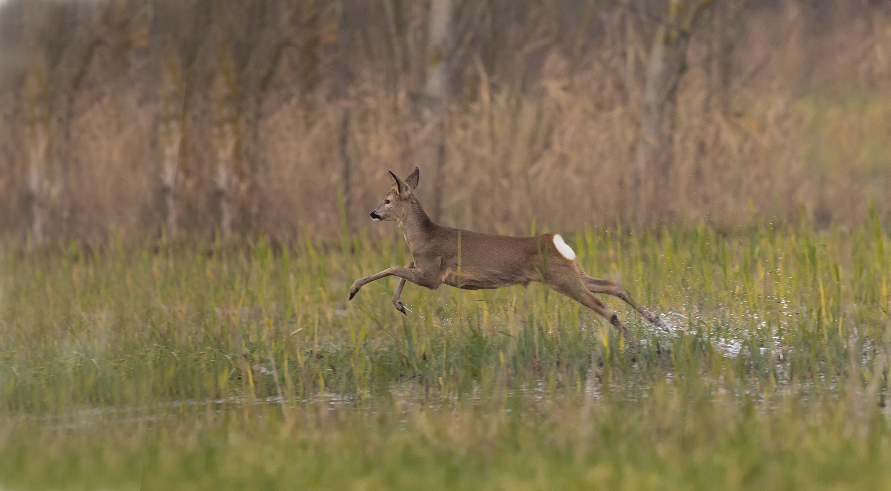 Roe deer on the run
