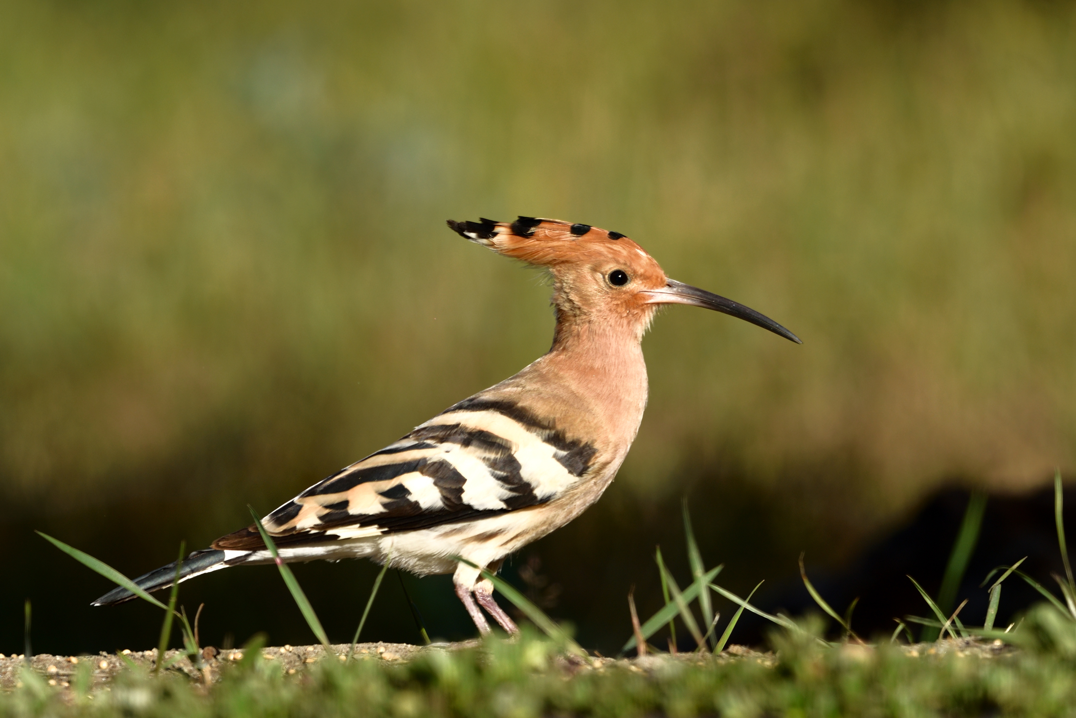 Hoopoe