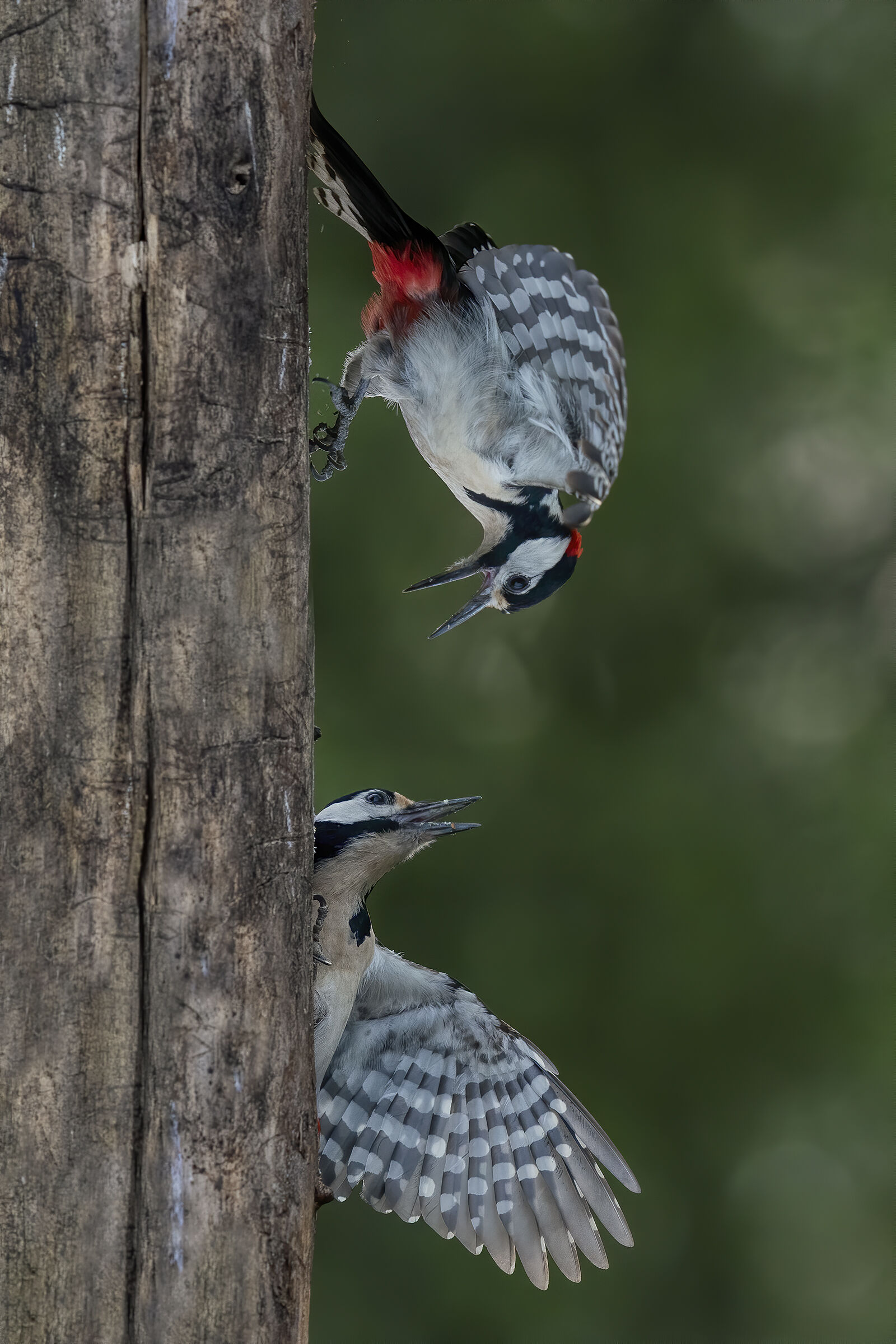 territory contention