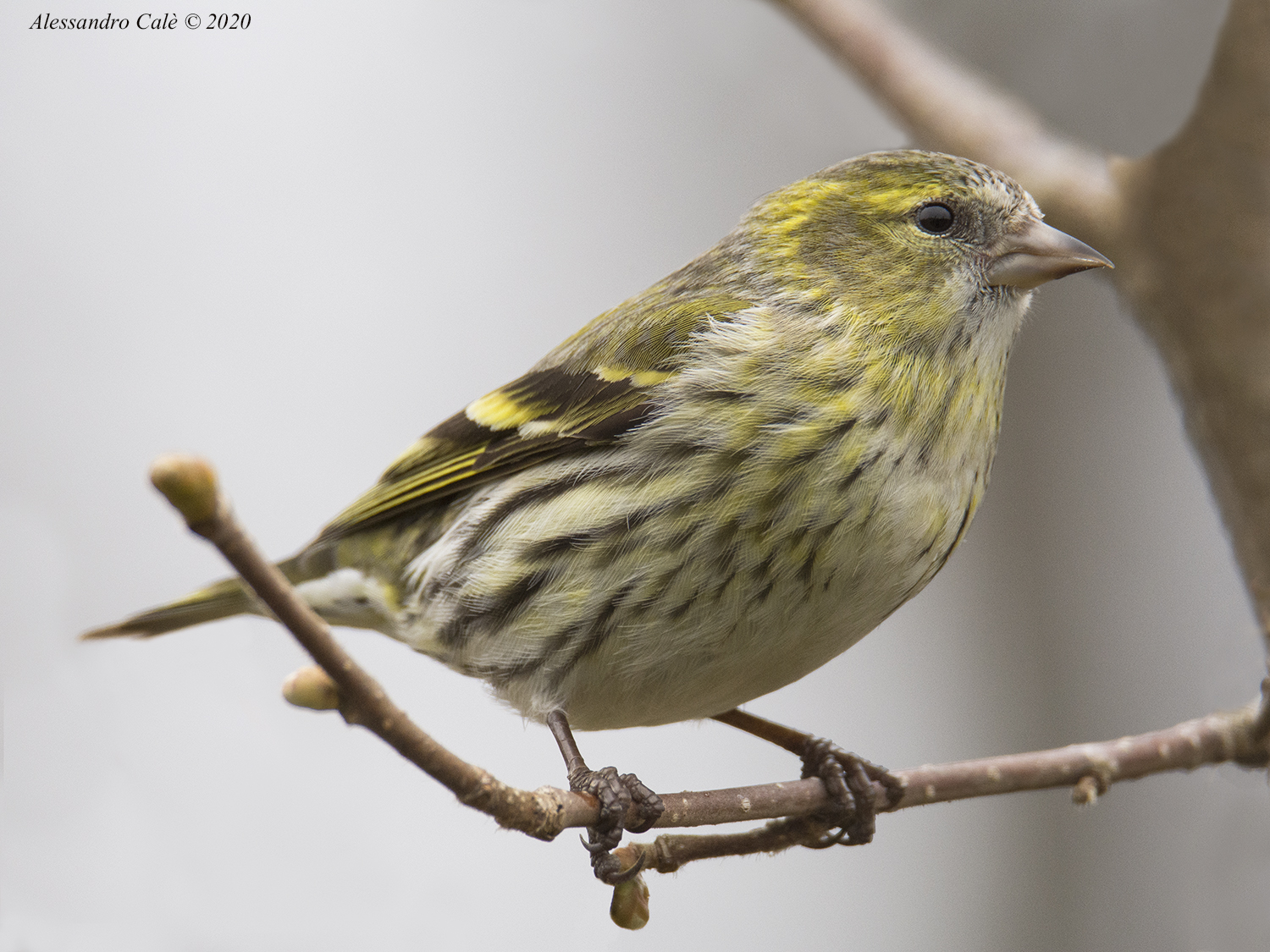 Carduelis spinus (Lucherino) 6677