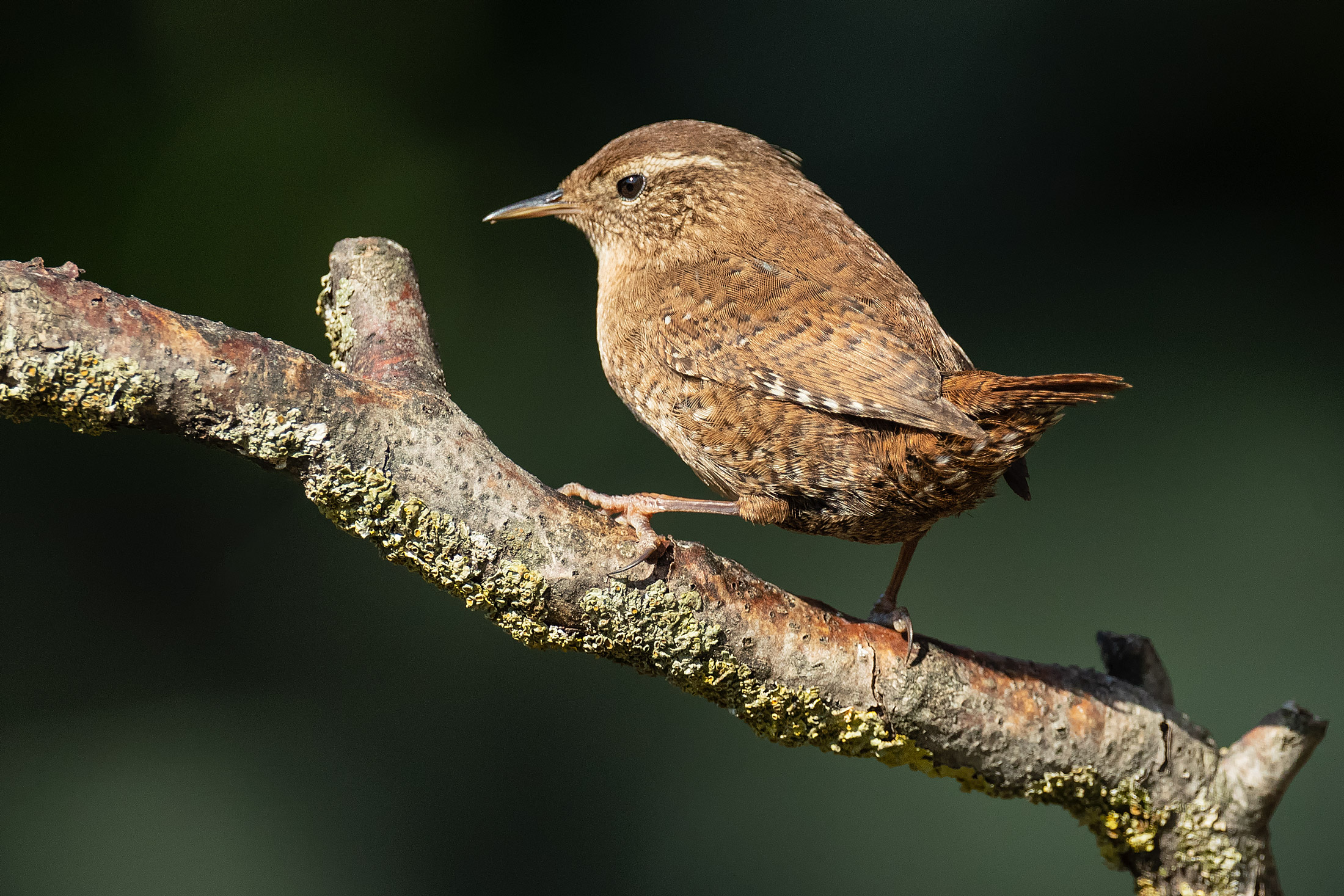 Wren
