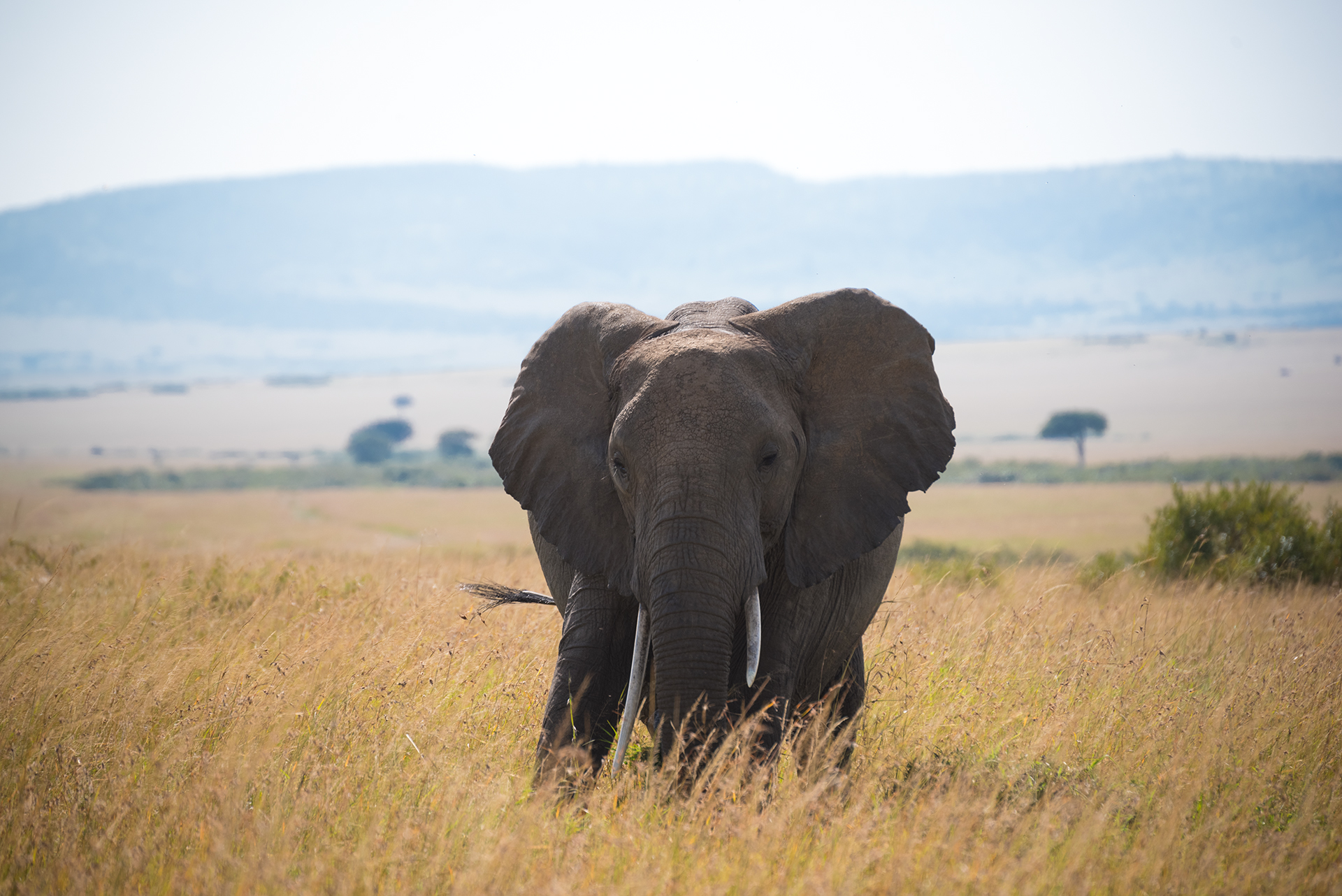 Portrait of an Elephant