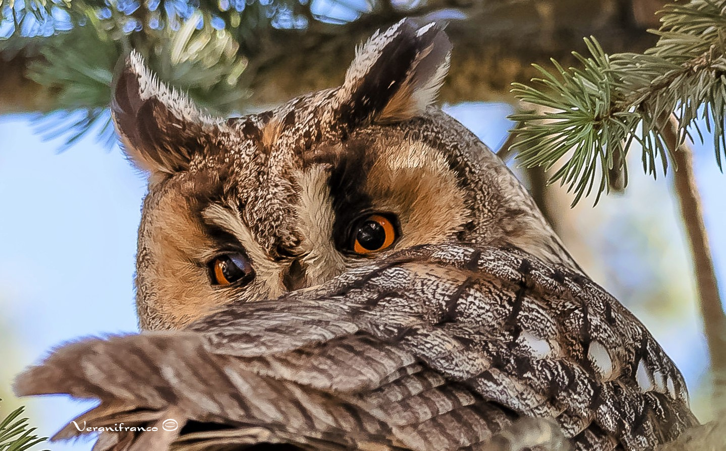 primo piano (Gufo Comune)