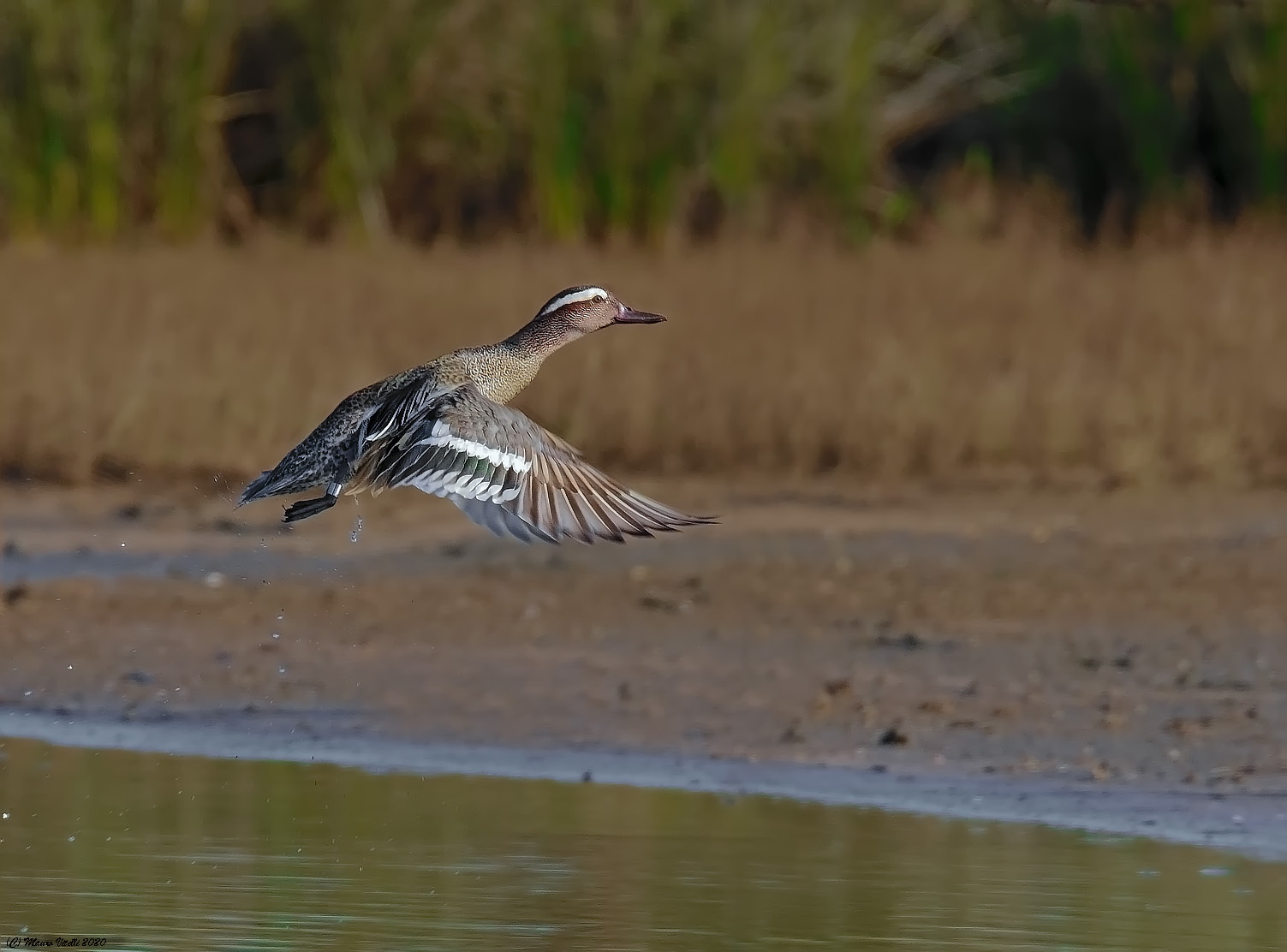 Marziles (Anas querquedula)