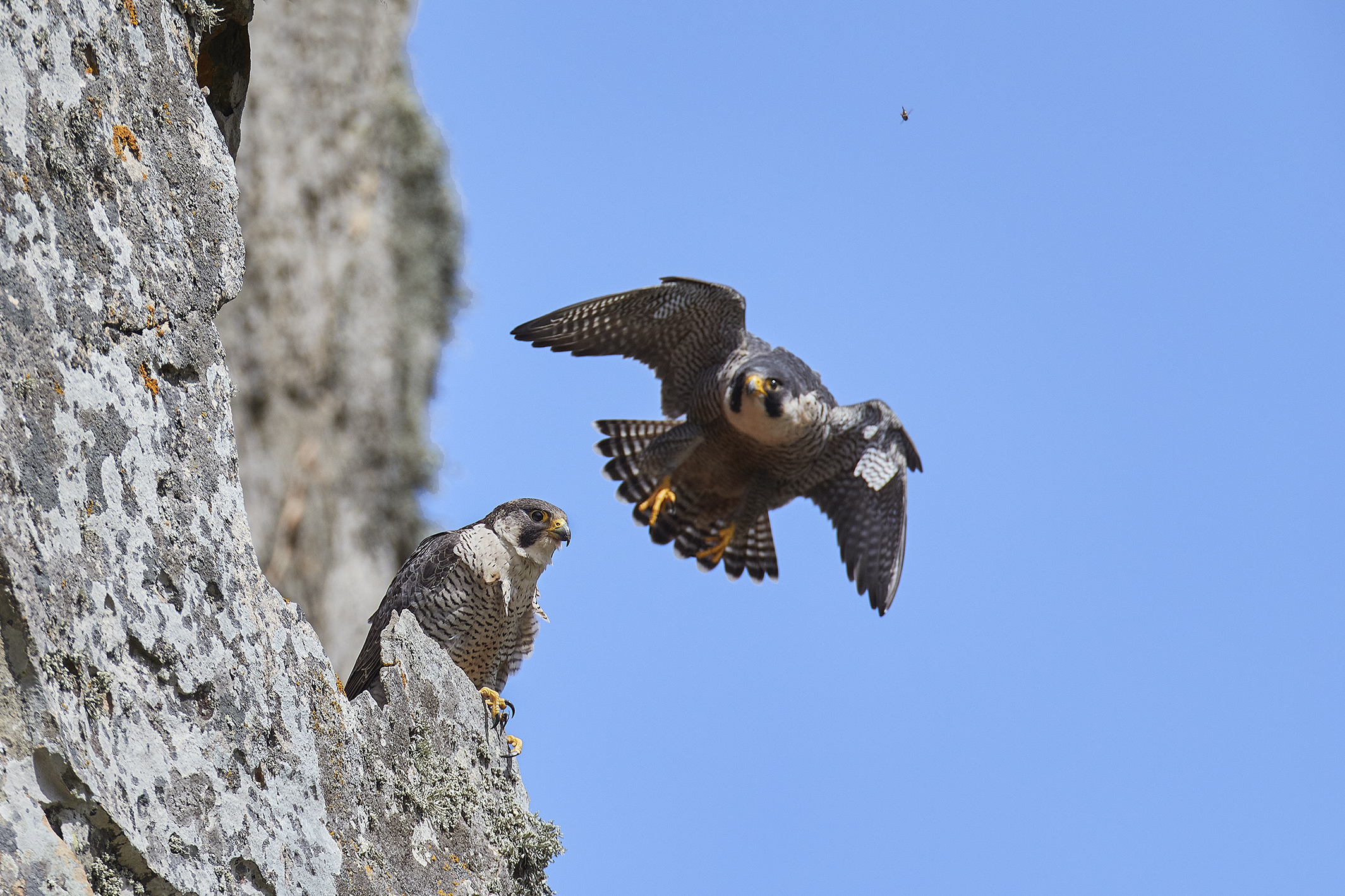 falco pellegrino la coppia
