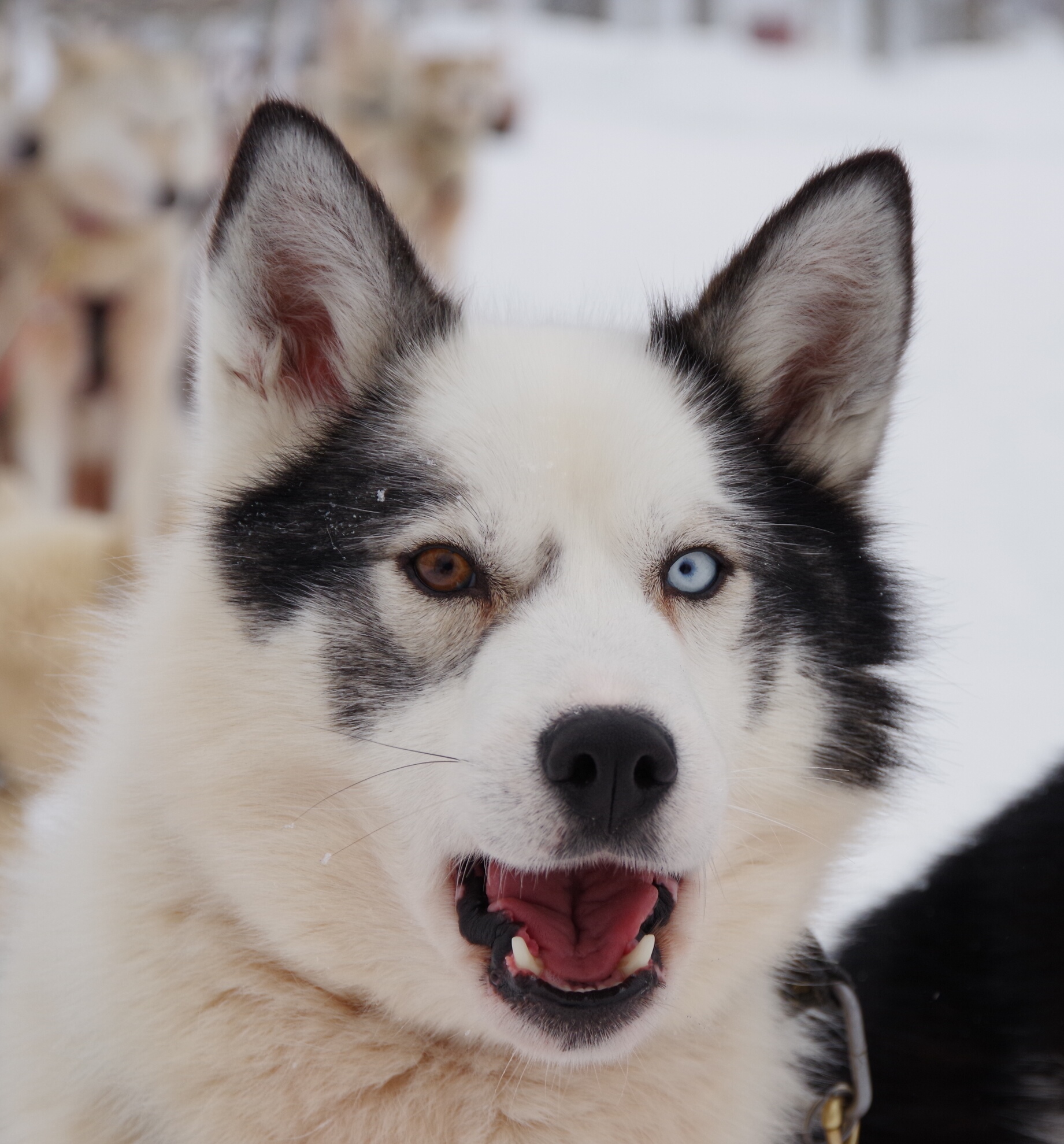 Before leaving for a dream...