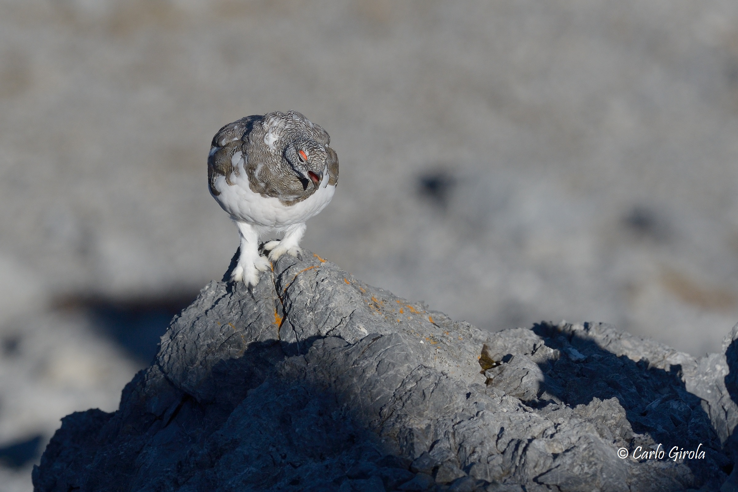 White partridge (Lagopus mute)