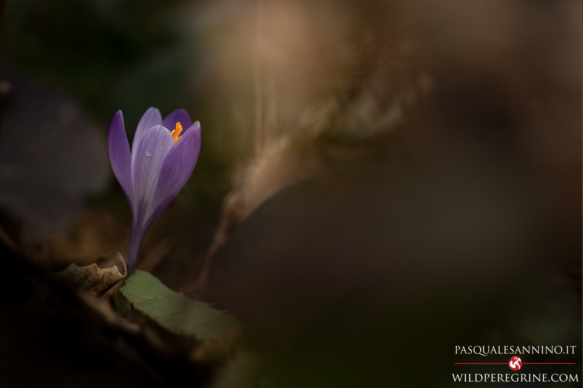 Crocus