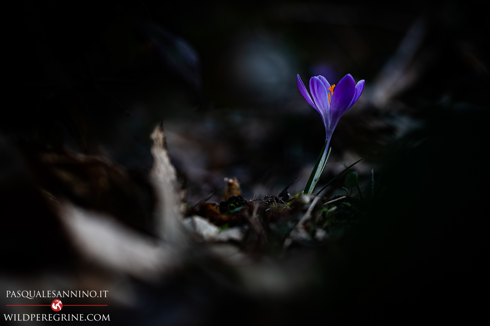Crocus