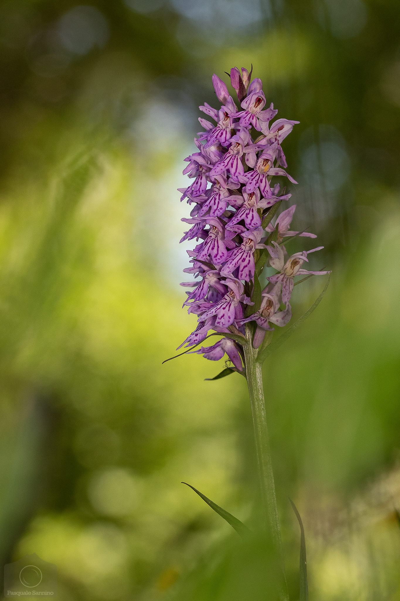 Wild Orchid