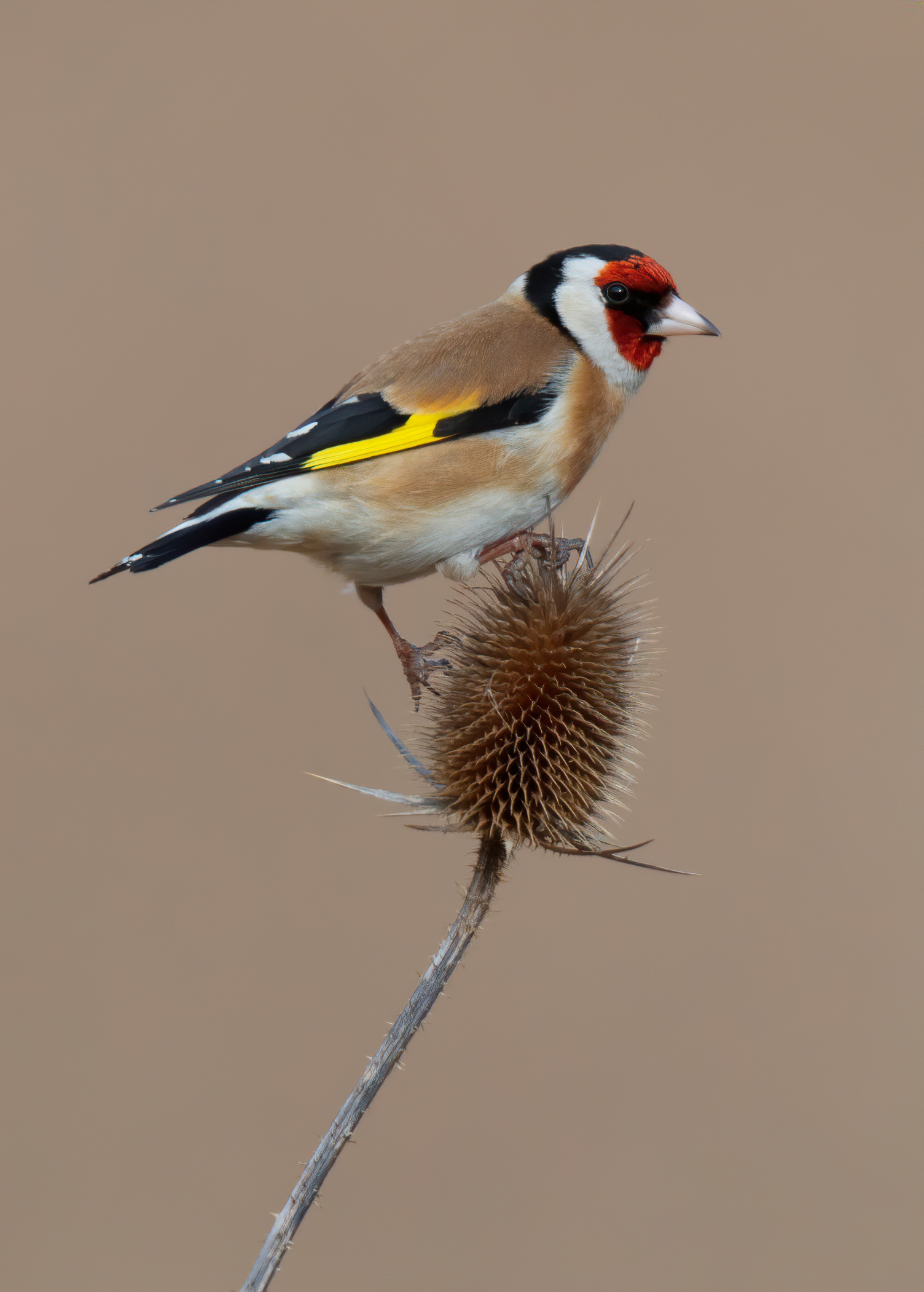 Carduelis carduelis