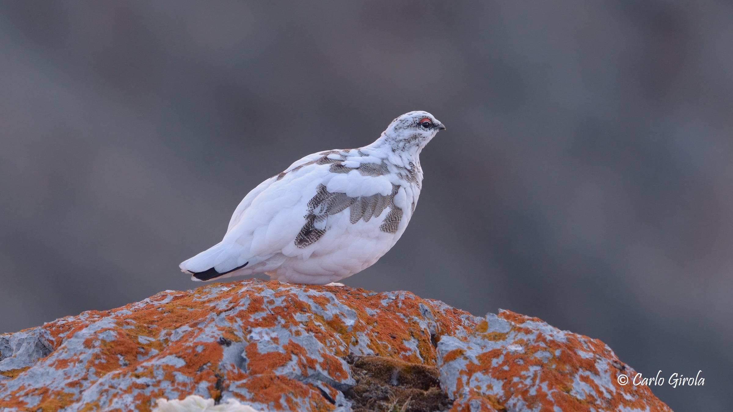 White partridge (Lagopus mute)