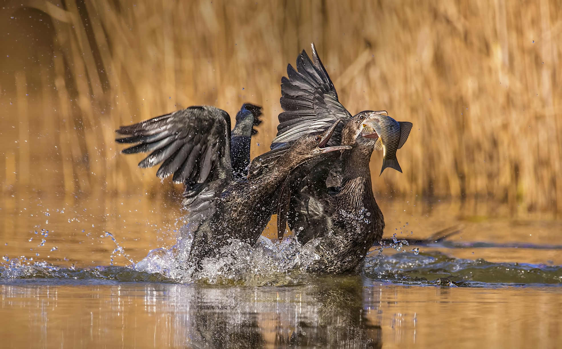 marangoni minori in lotta per il cibo