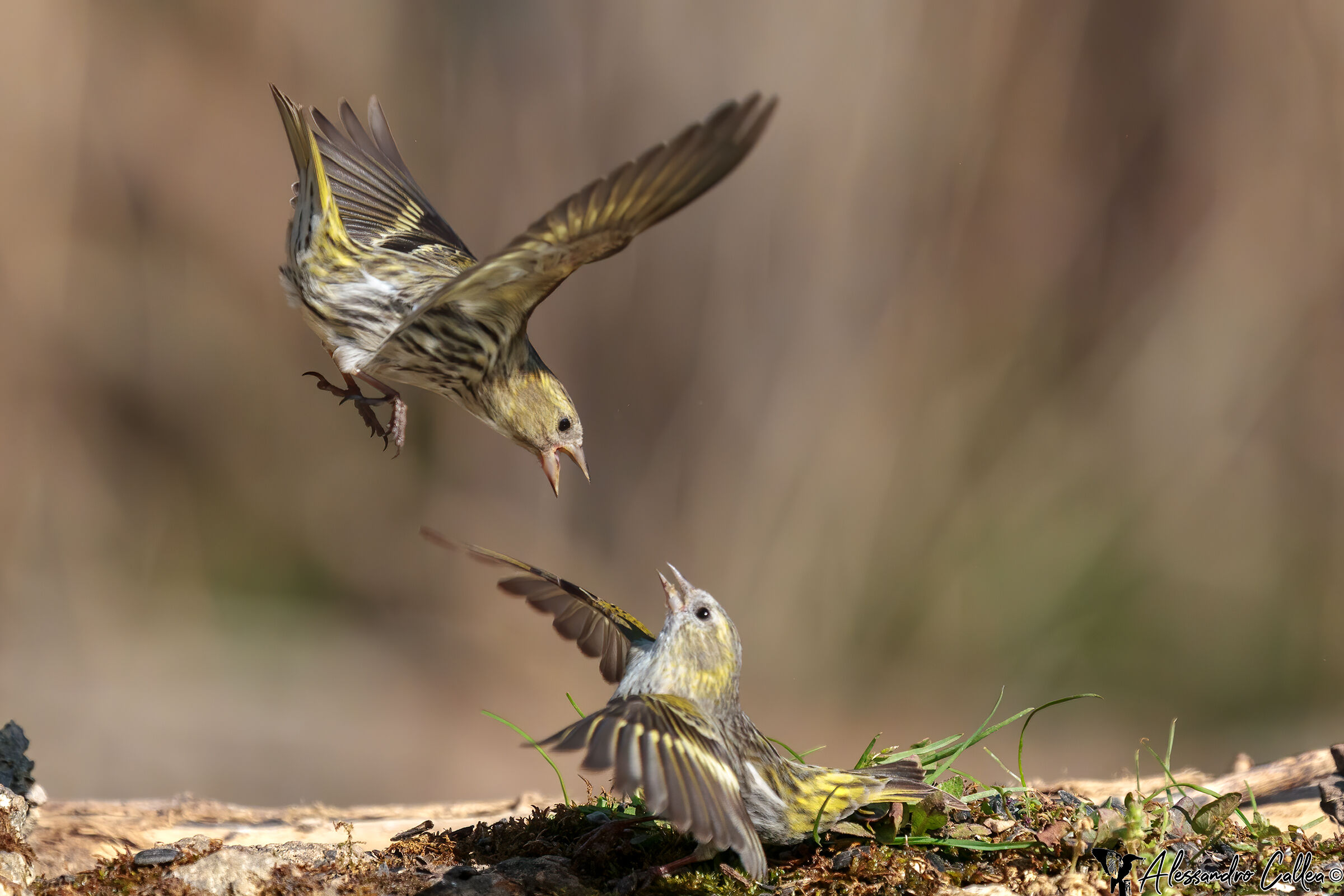 la lotta continua...