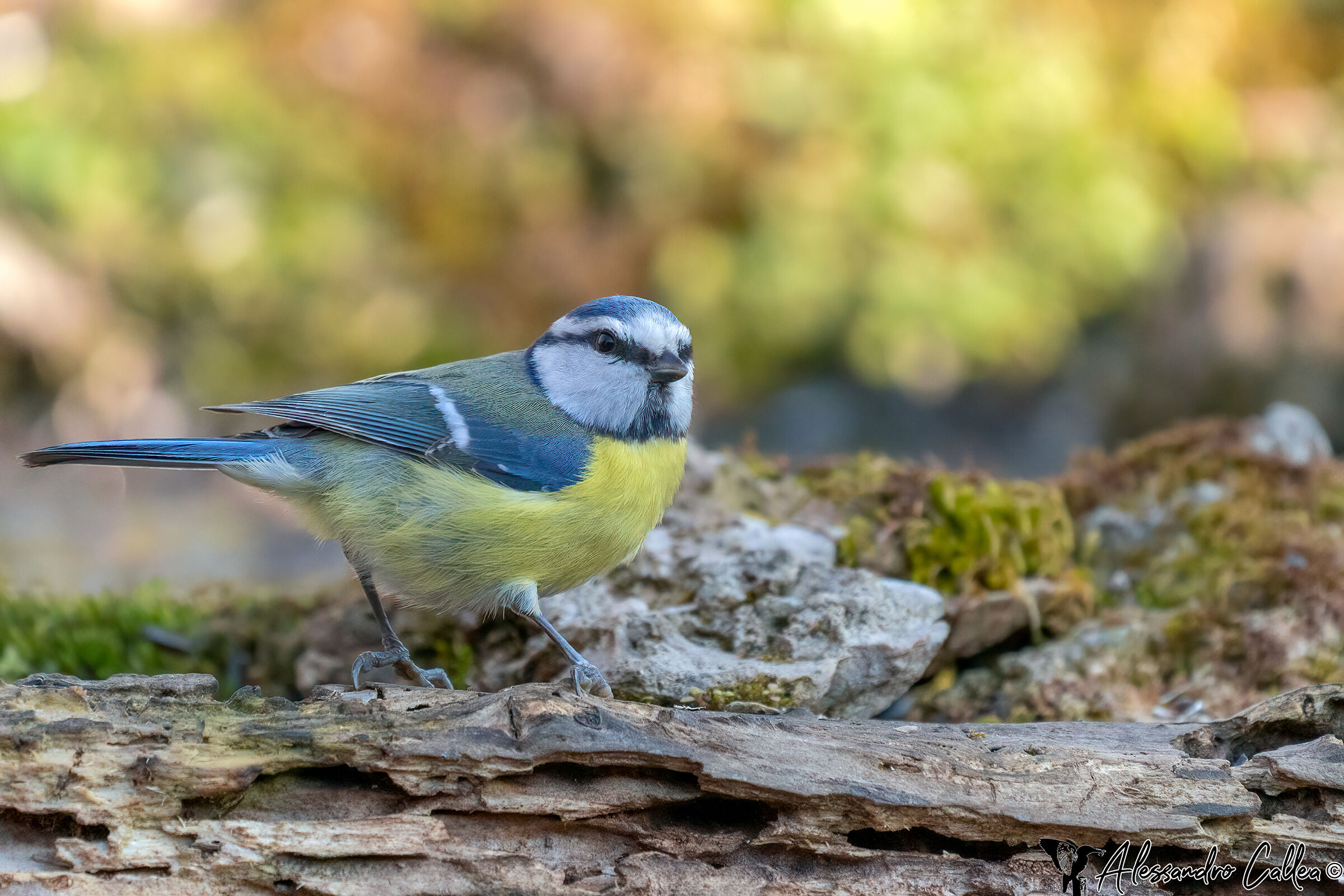Cinciarella in ombra