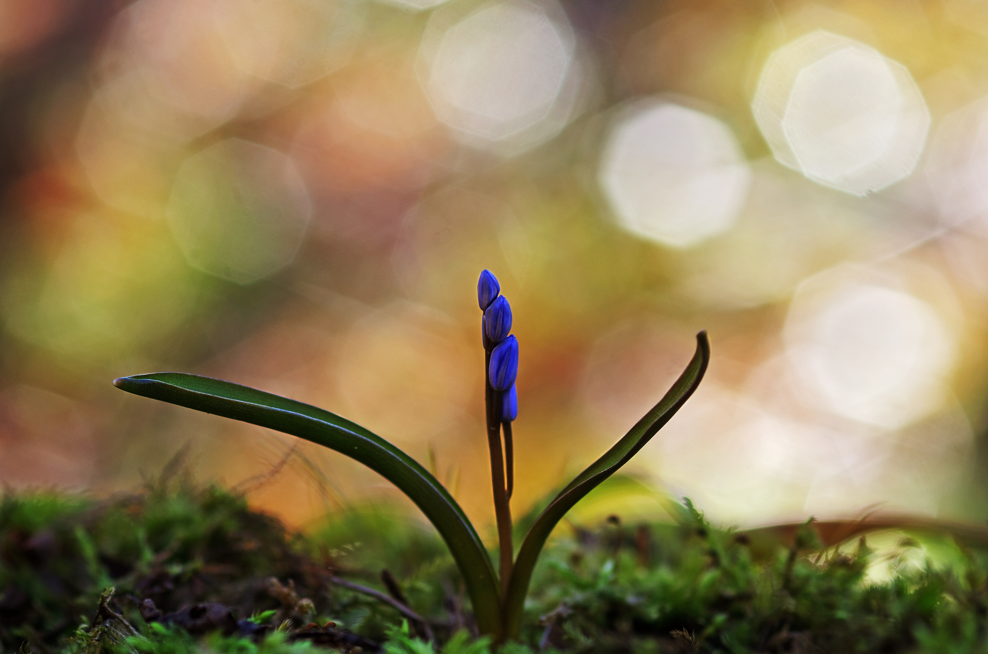 Scilla
