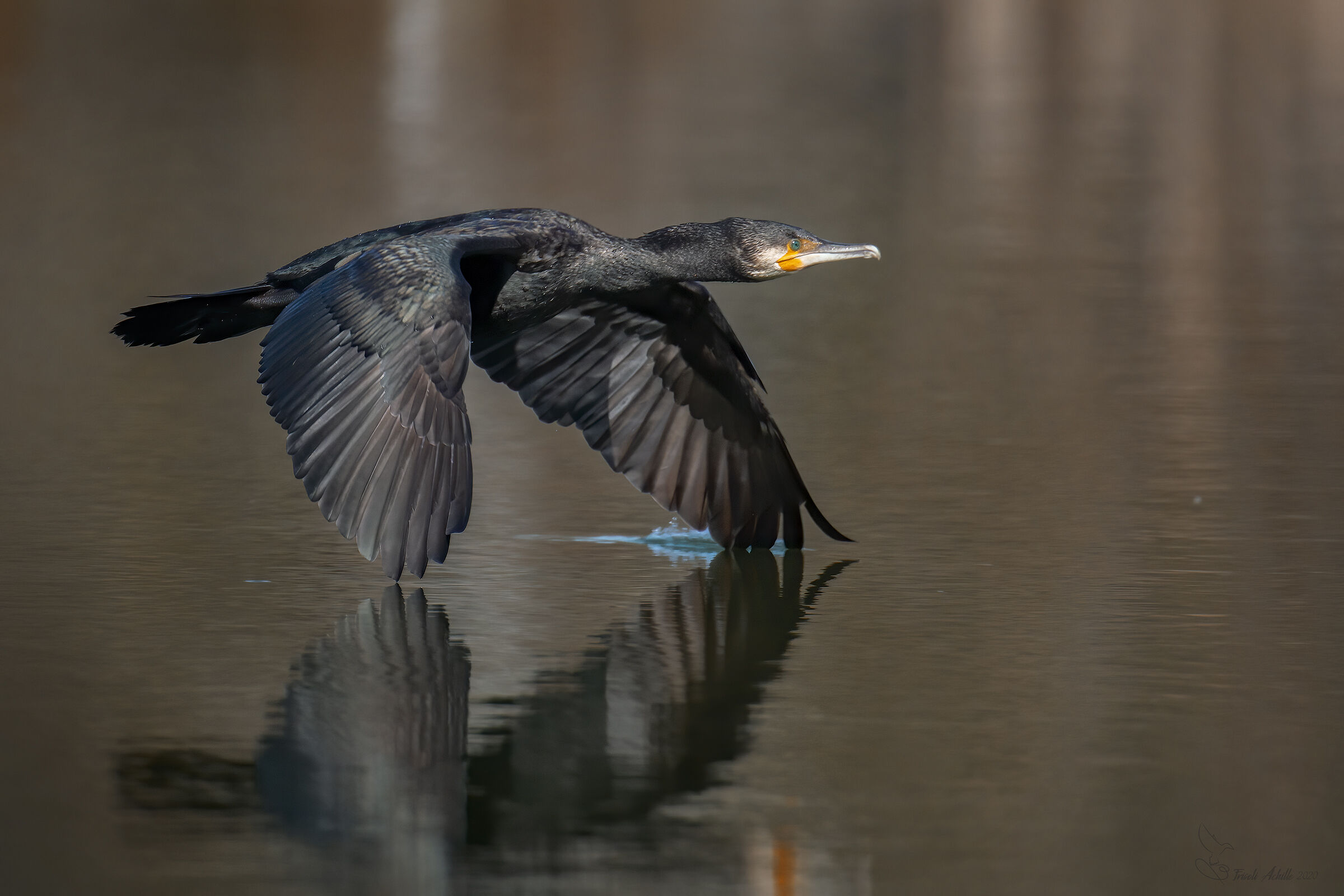Cormorant