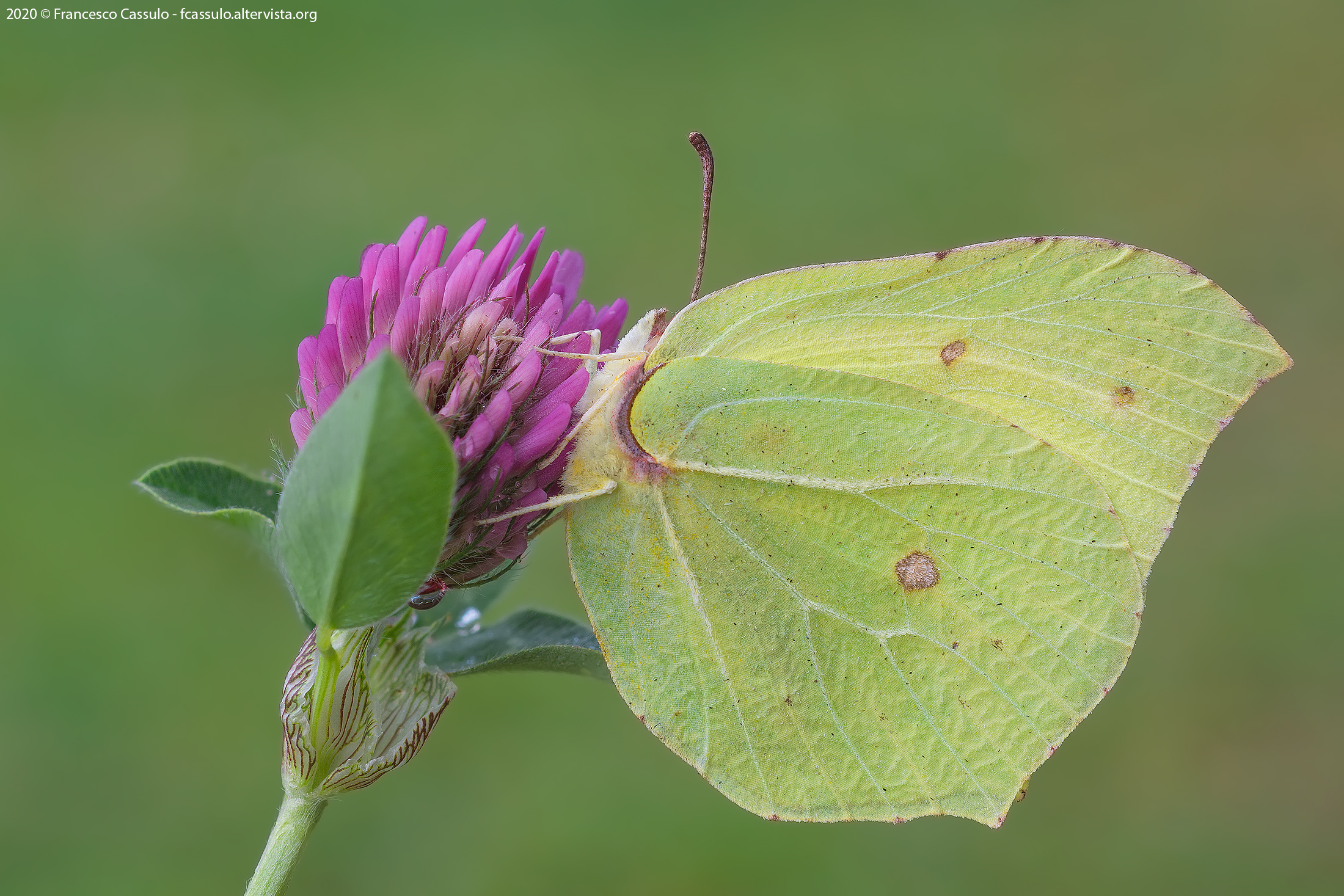 Gonepteryx rhamni (Linnaeus, 1758)