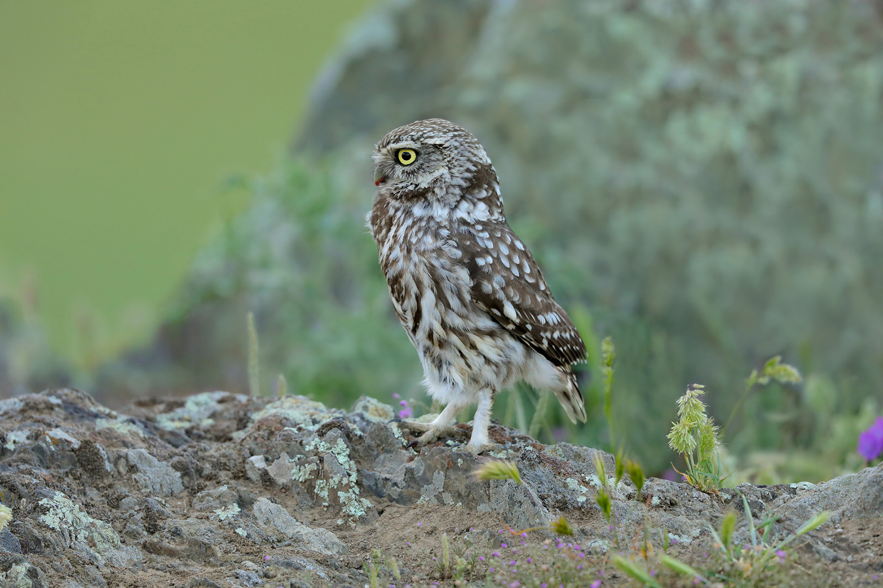 owl between rocks and lichens