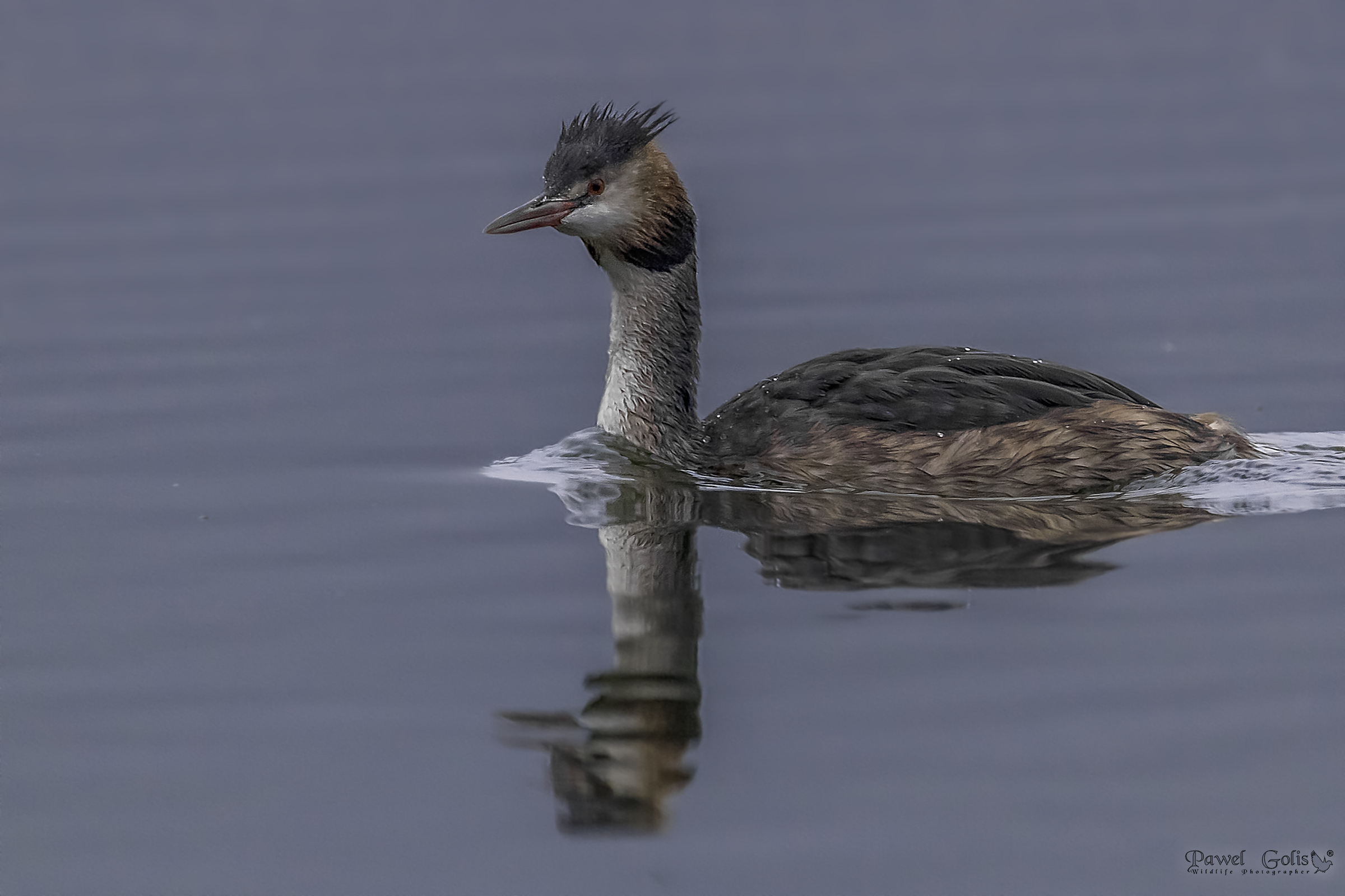 Grande grasso crestato (Podiceps cristatus)