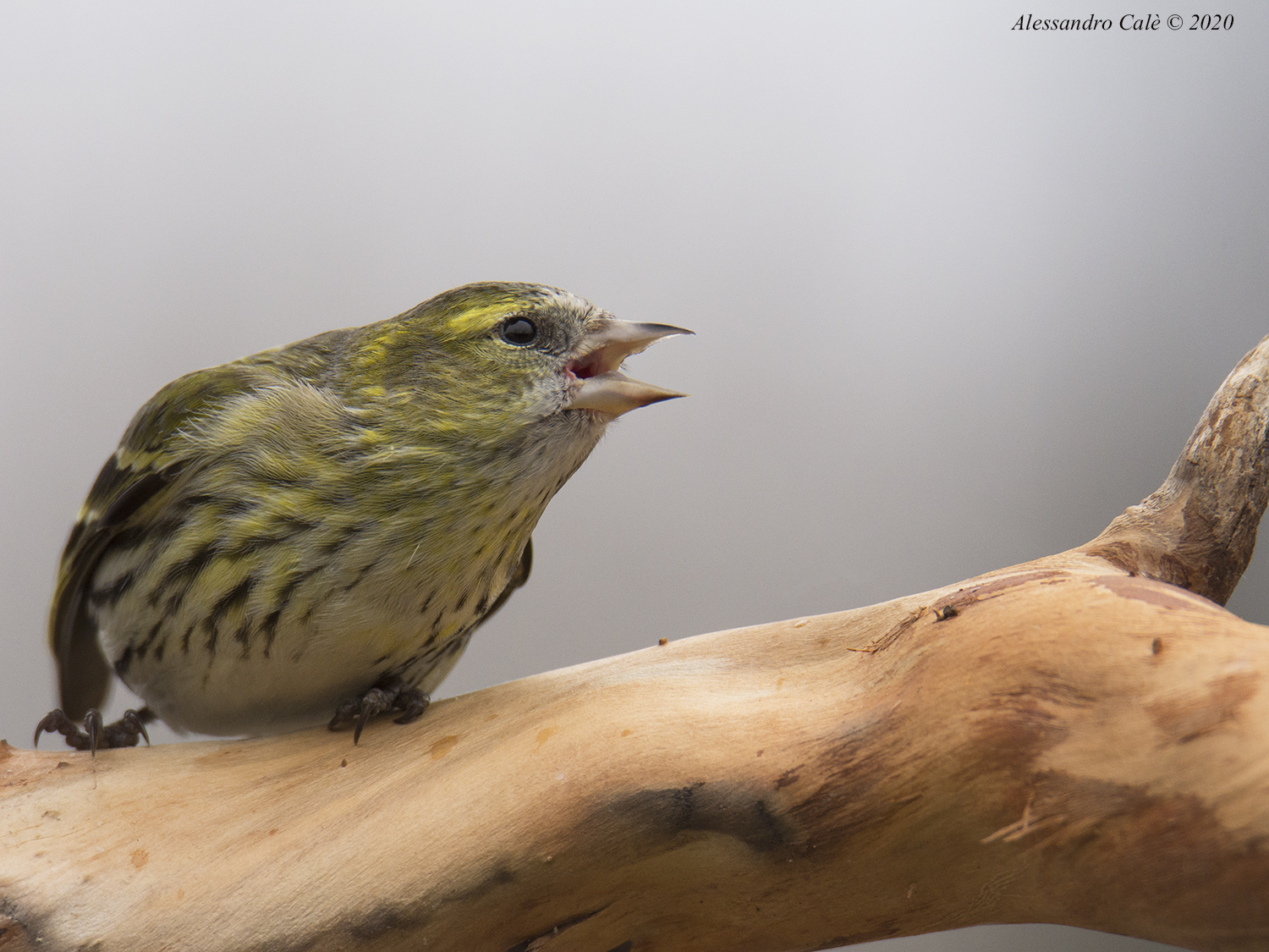 Carduelis spinus (Lucherino) 6640