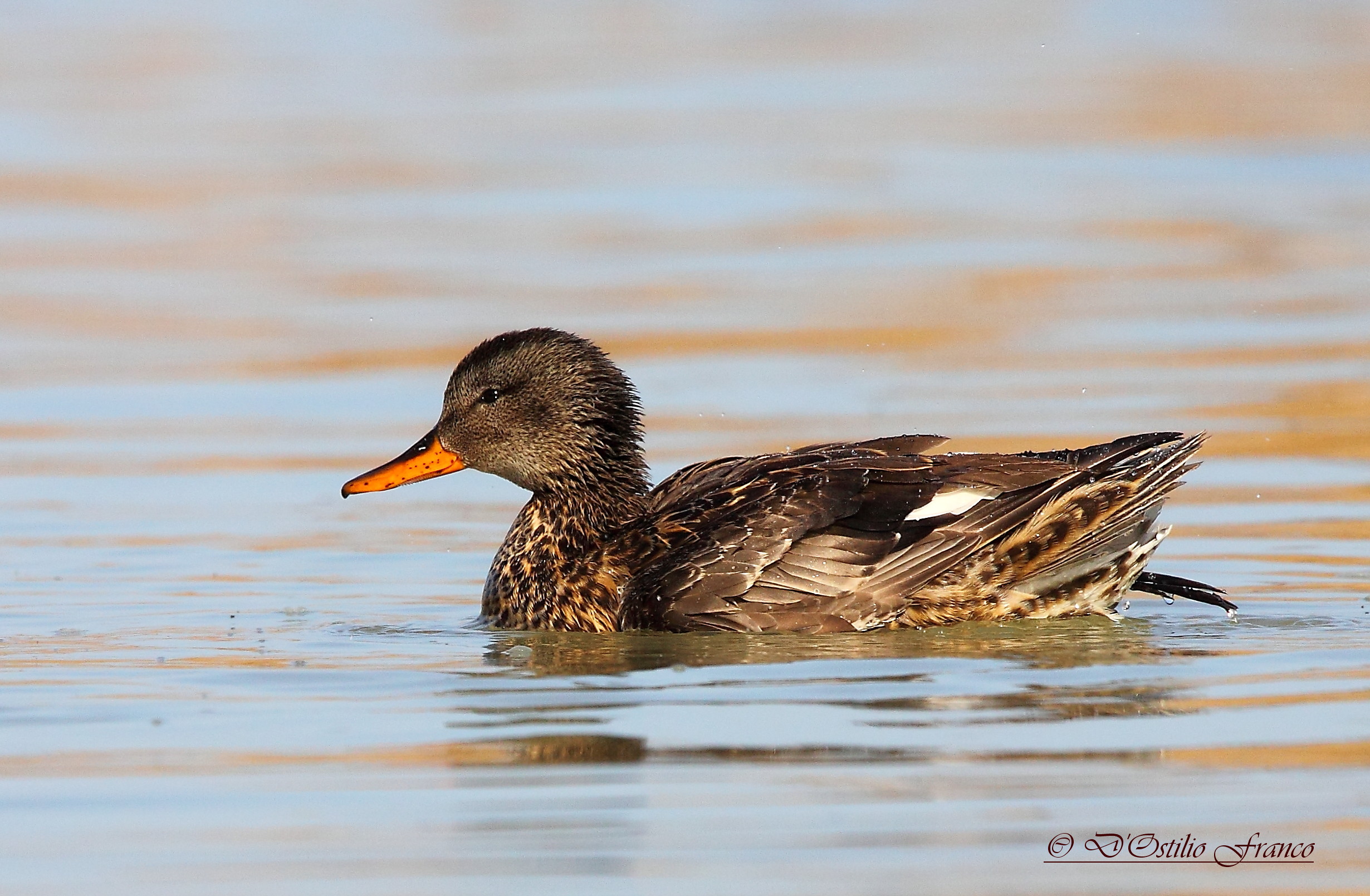 Gadwall