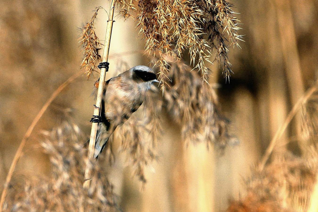 Guagliò, accattatevi a' mascsckerina