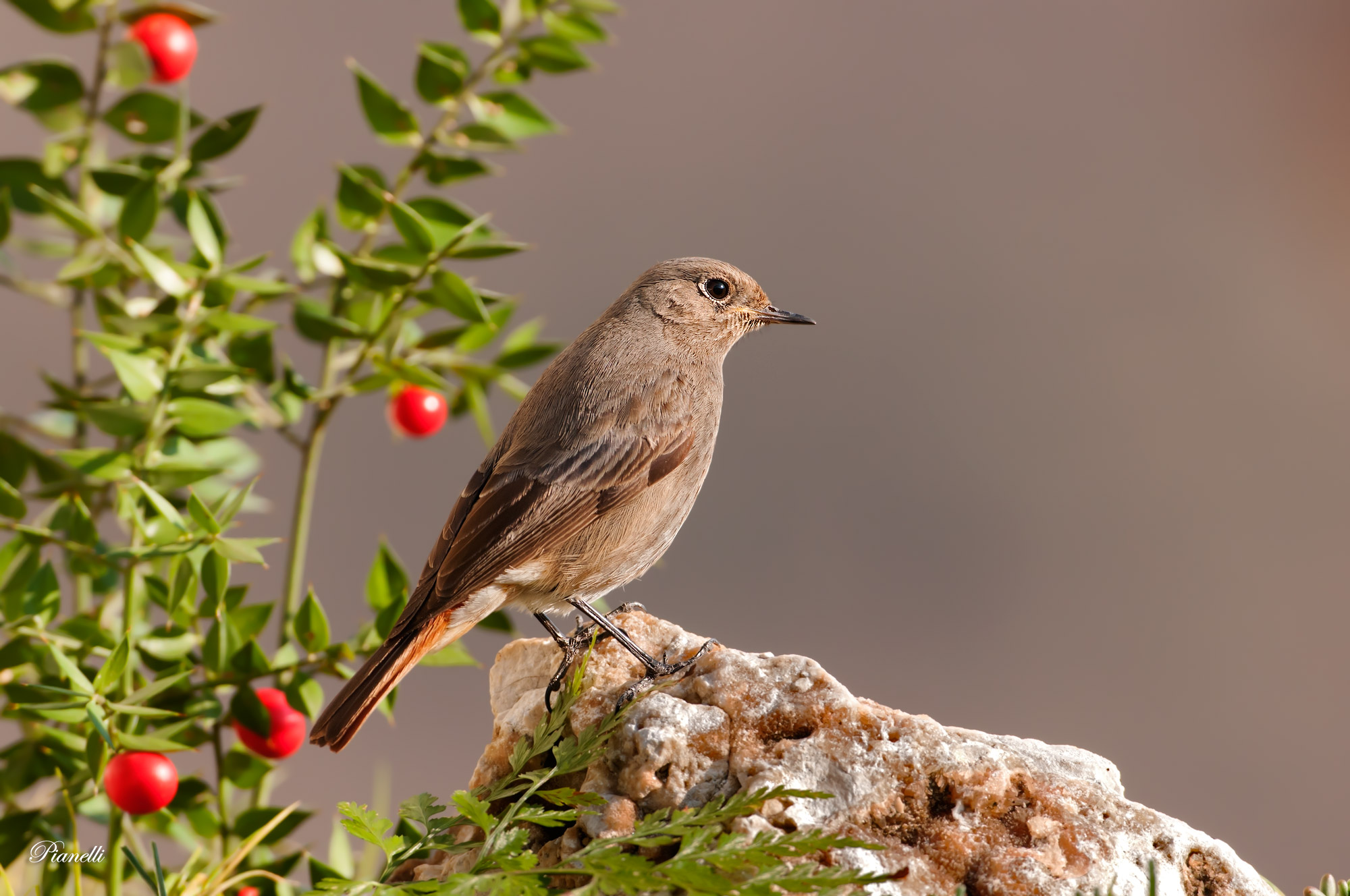Codirosso Spazzacamino F.