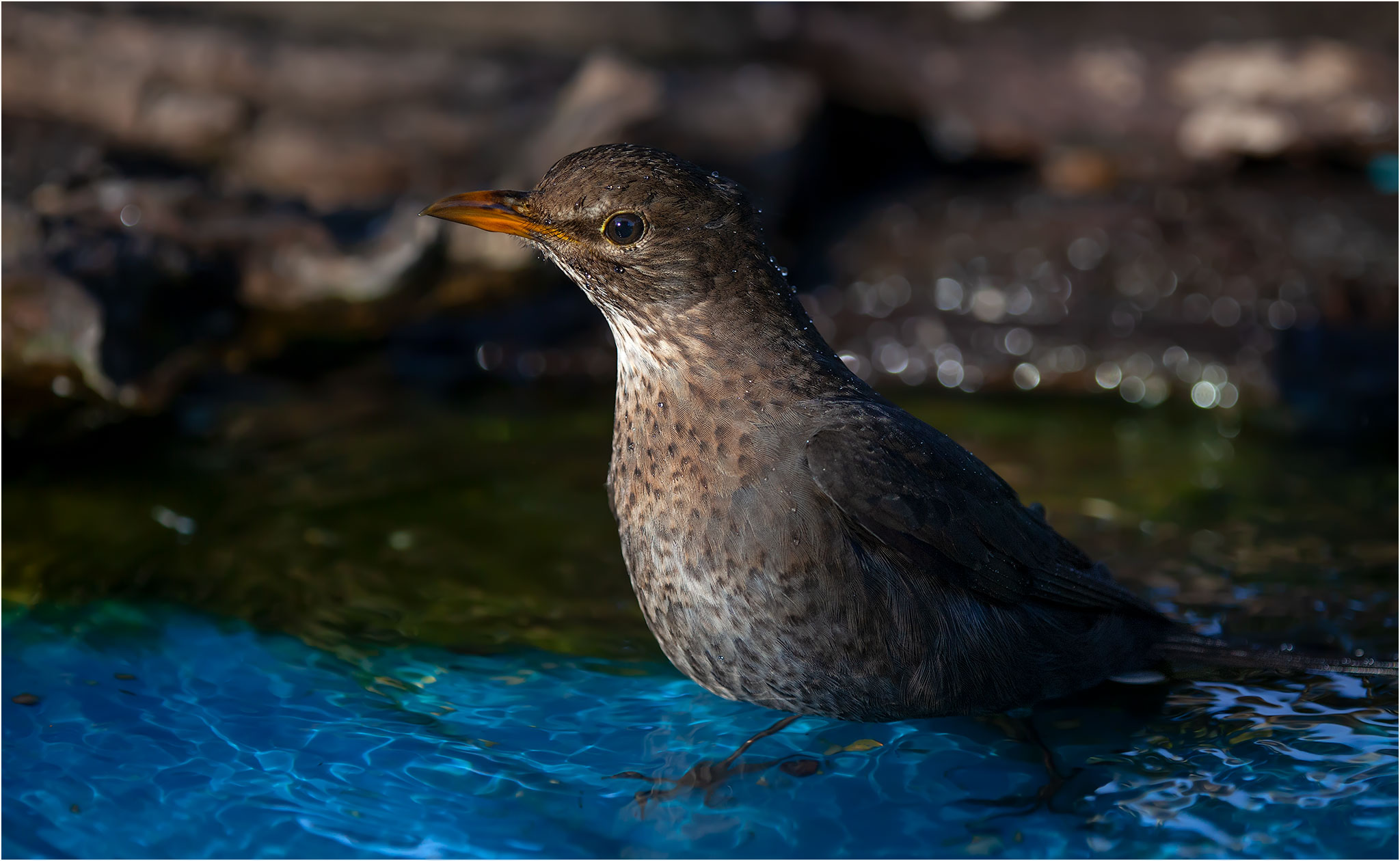 Merla 11-03-2020 io resto nel mio capanno di casa
