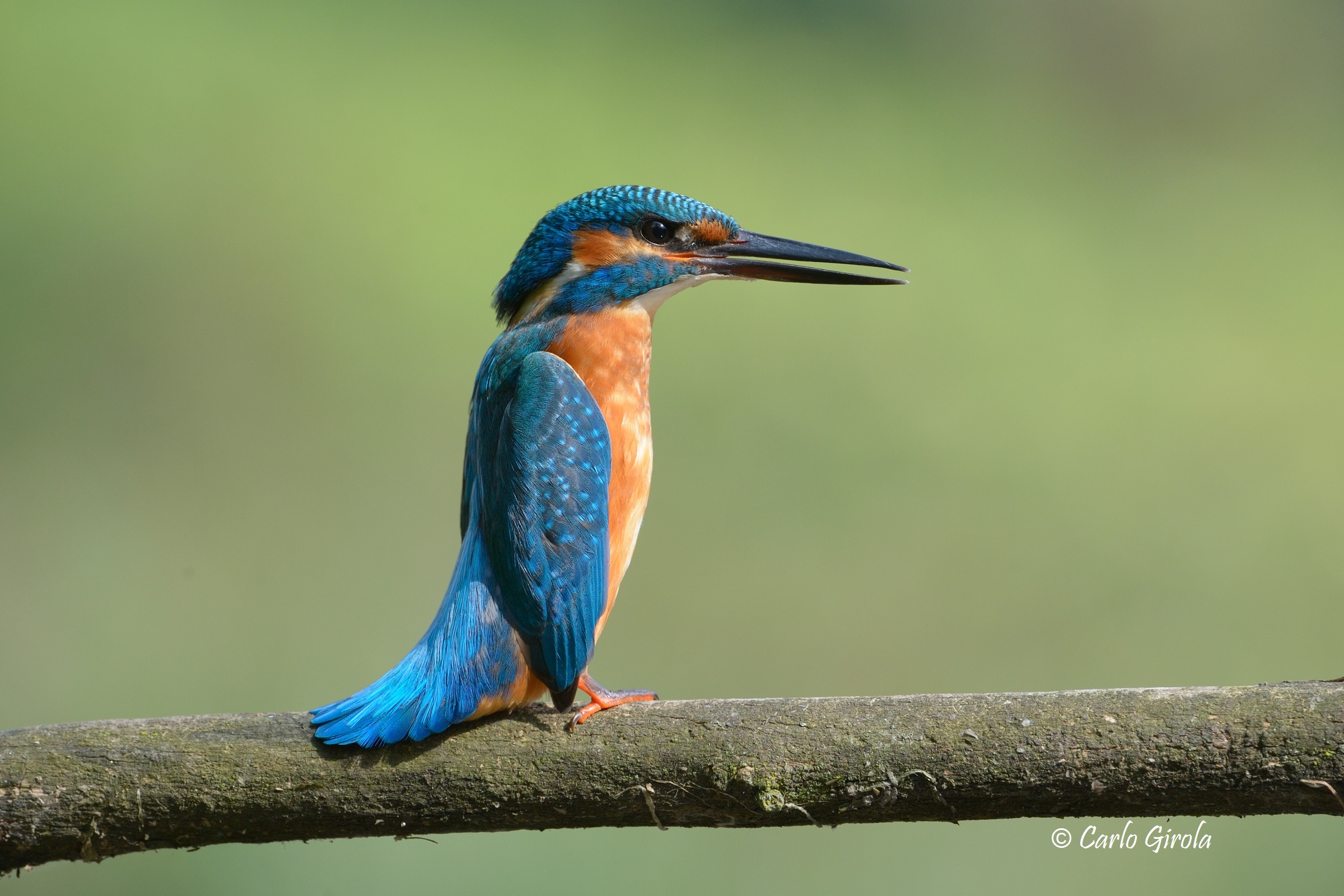 Martin fisherman (Alcedo atthis)