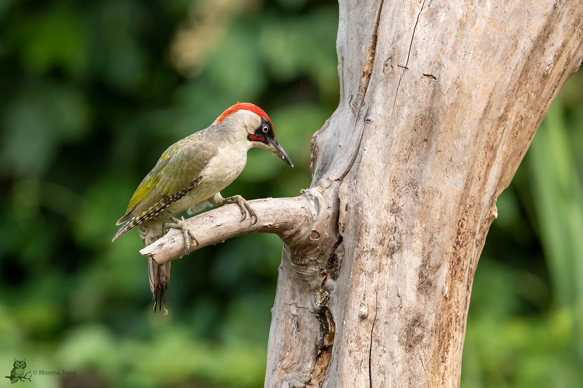 Green woodpecker