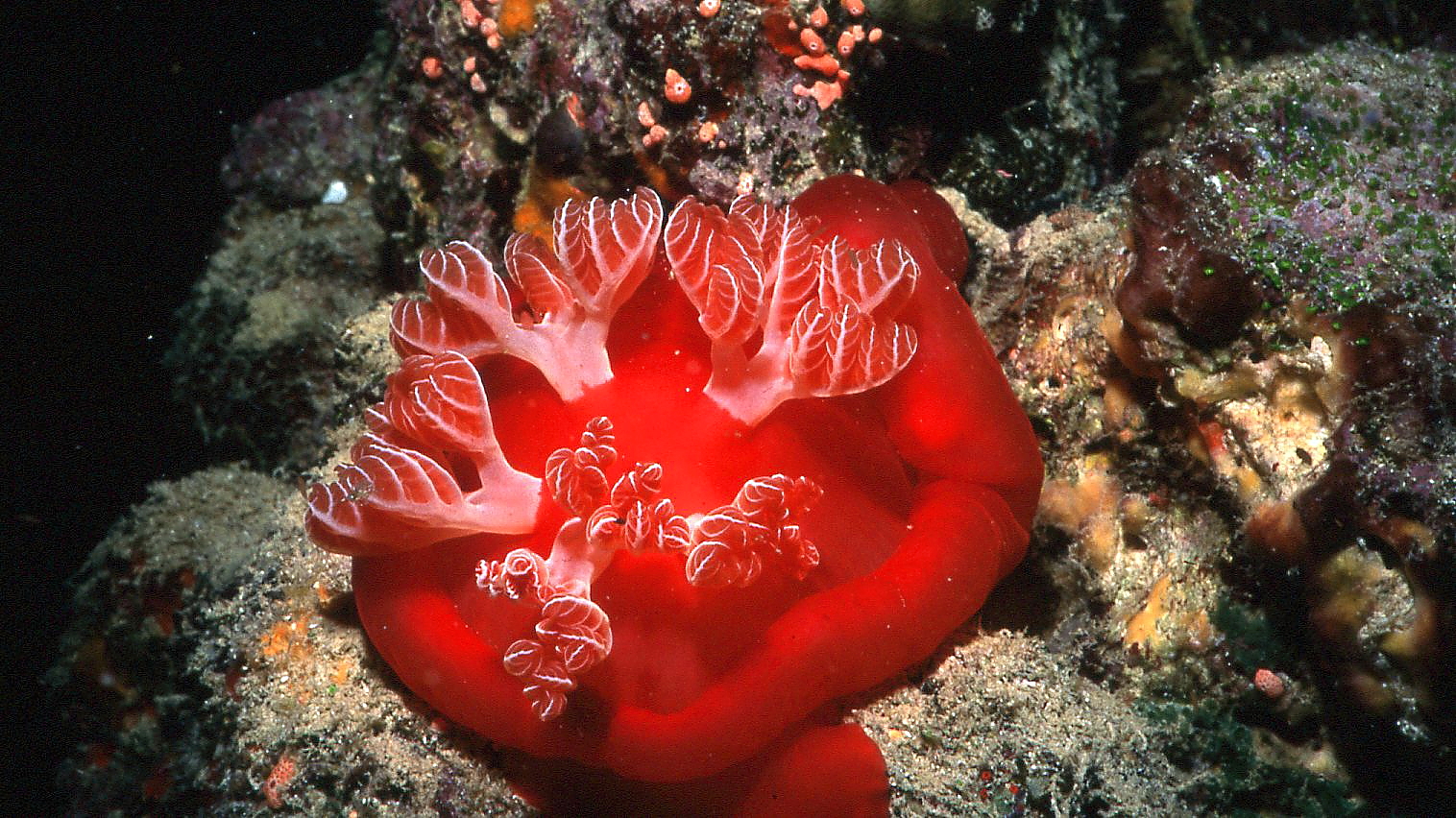 Ballerina Spagnola (Immersione notturna)